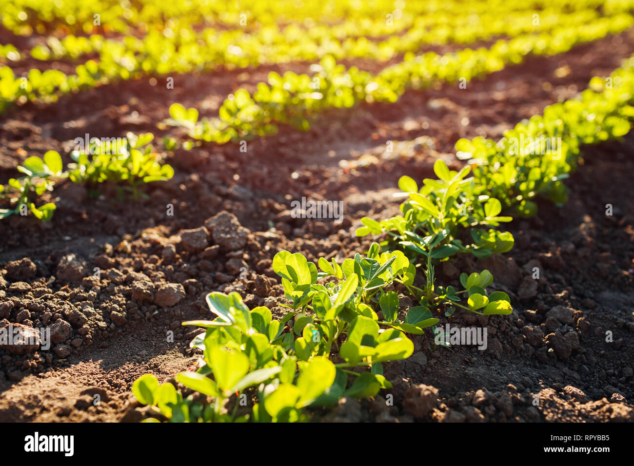 Peanut seedlings growing in rows at sunset. Farming and gardening concept. Organic farm Stock Photo