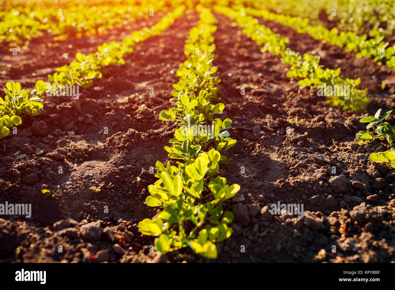 Peanut seedlings growing in rows at sunset. Farming and gardening concept. Organic farm Stock Photo