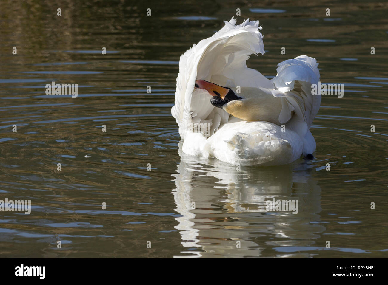 Swan (Cygnus olor) large white mute swan orange bill with black base and knob on top of base of bill. Black legs and big black webbed feet grooming Stock Photo