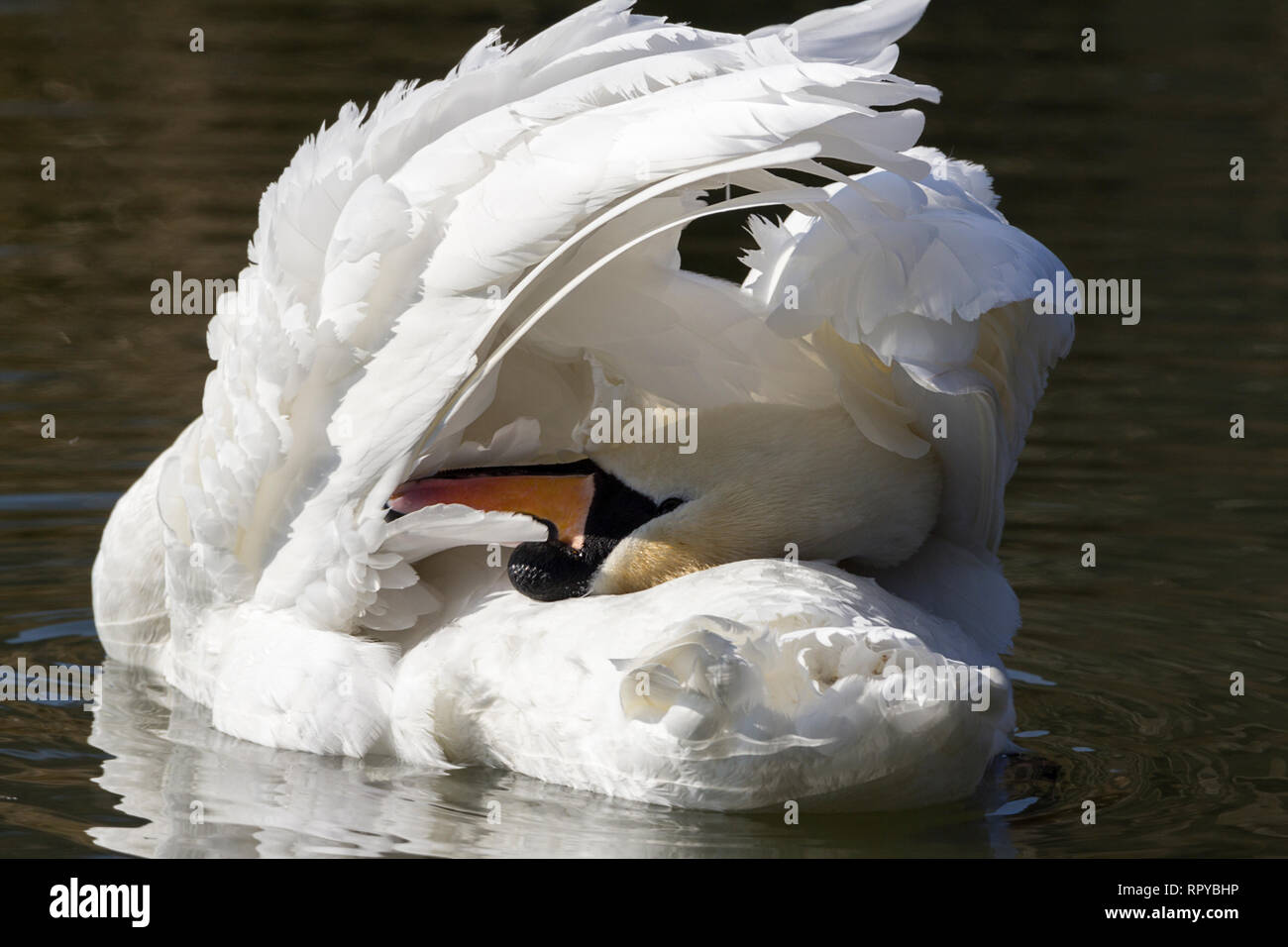 Swan (Cygnus olor) large white mute swan orange bill with black base and knob on top of base of bill. Black legs and big black webbed feet grooming Stock Photo