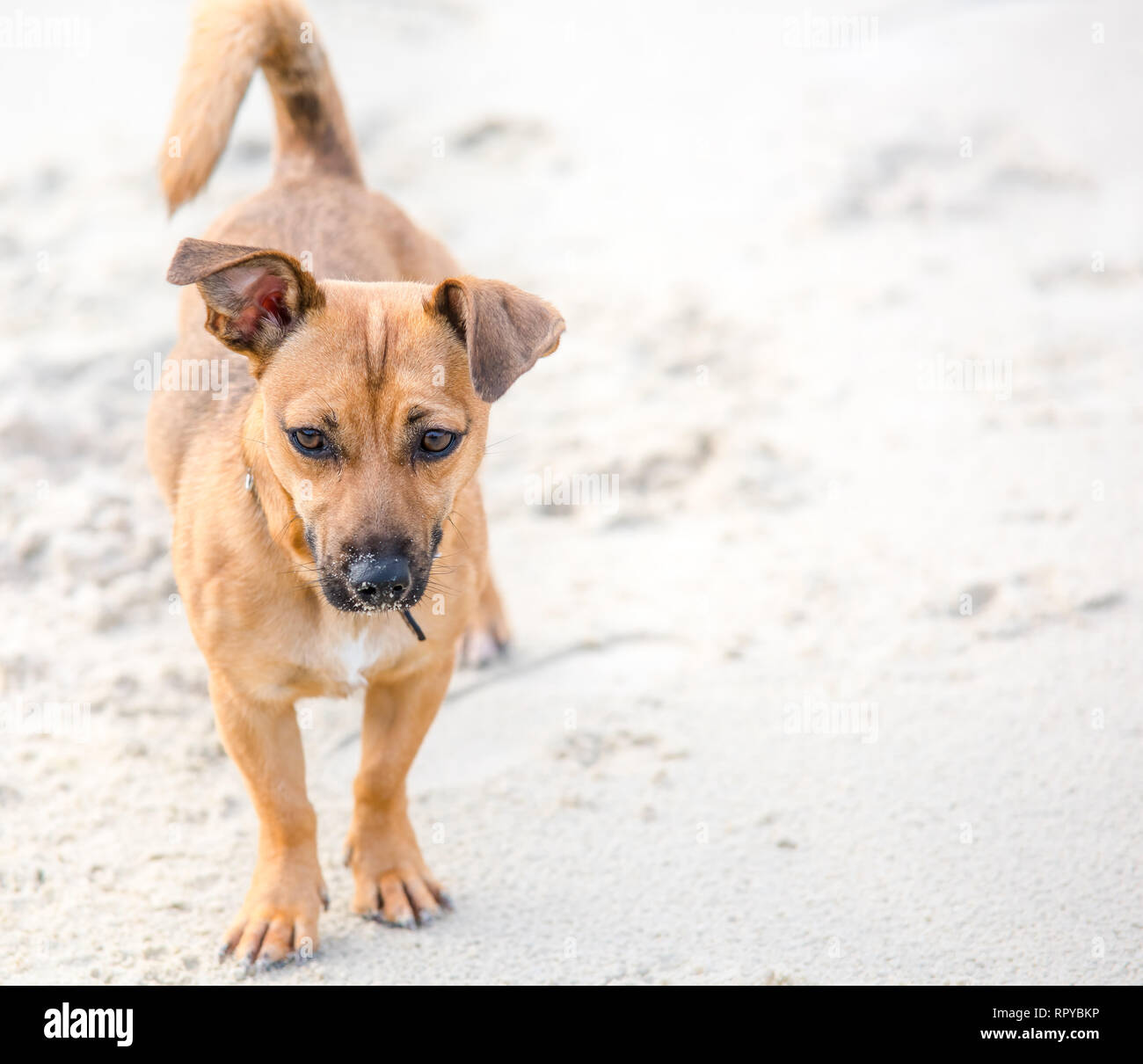 Cute brown puppy on a beach - pet dog photography in natural ...