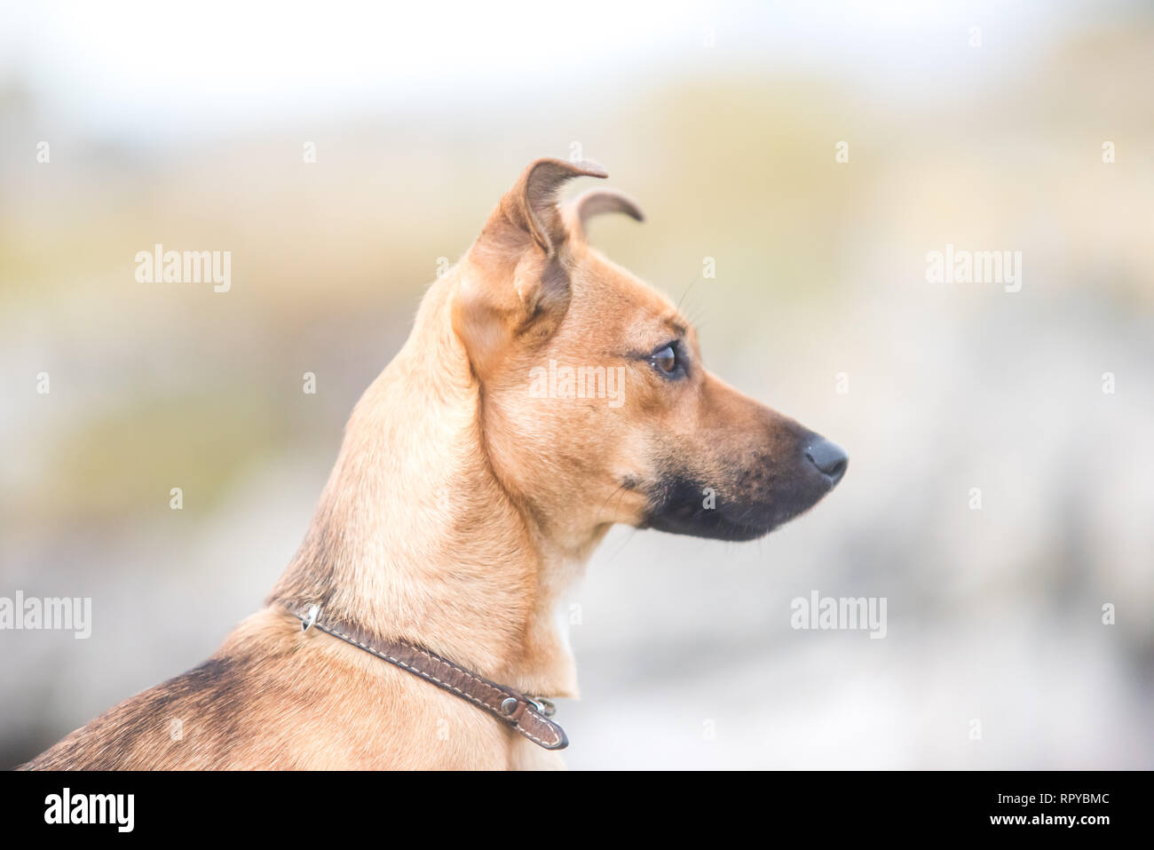 Cute brown puppy on a beach - pet dog photography in natural ...