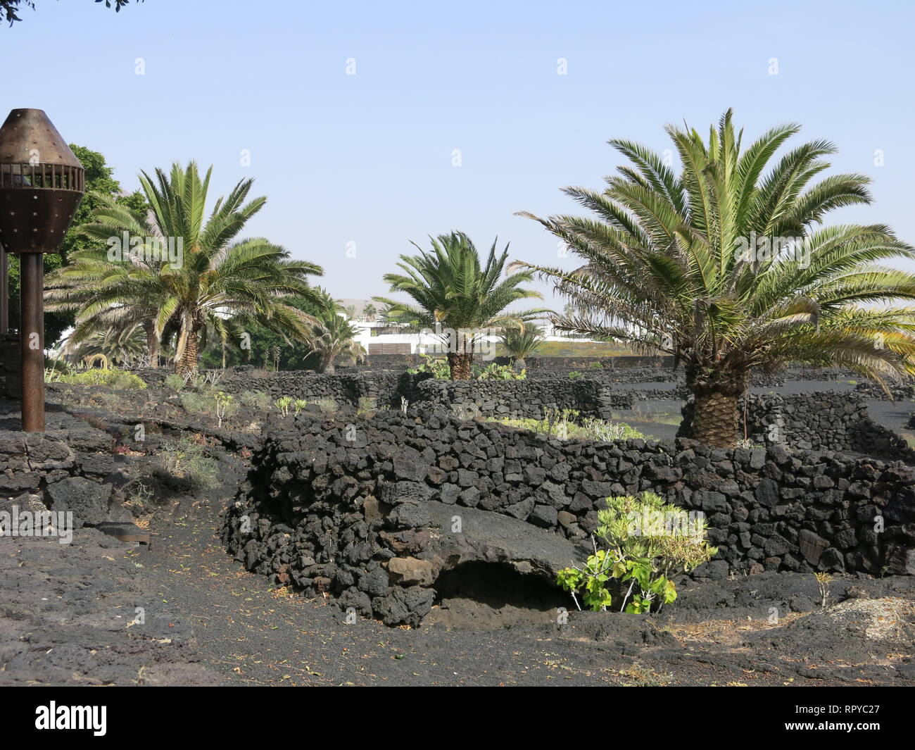 Typical view of Lanzarote with black rock walls made from lava, black fertile soil and palm trees Stock Photo