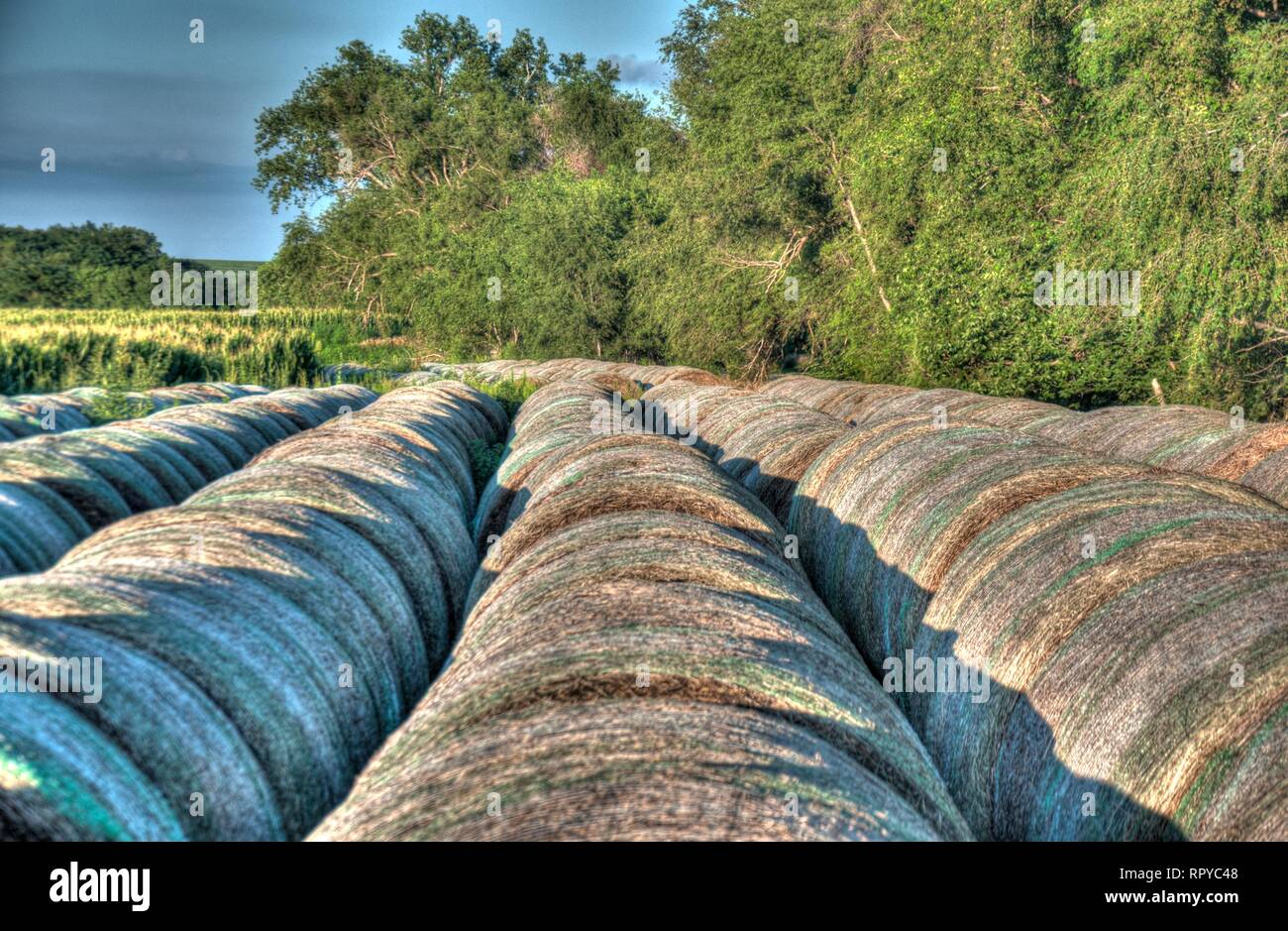row of round bales along field edge Stock Photo