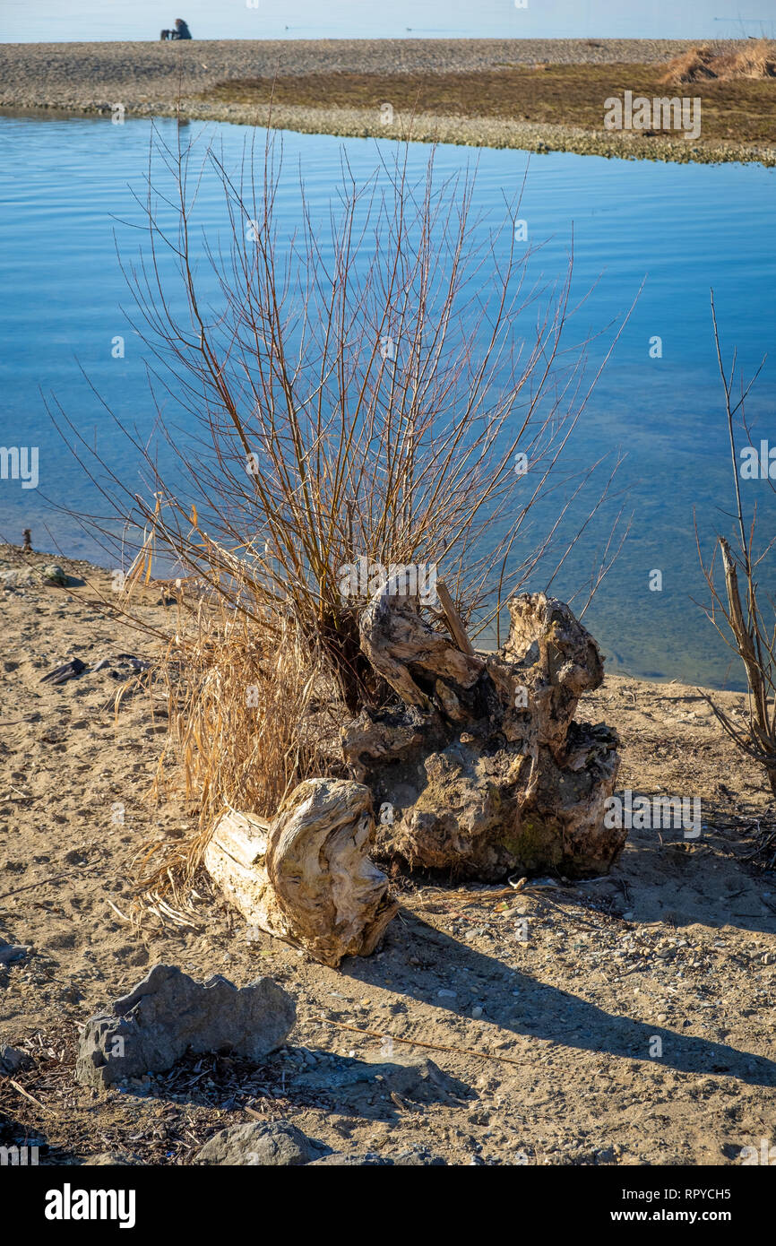 Baumstumpf und Schwemmholz am Bodensee Stock Photo