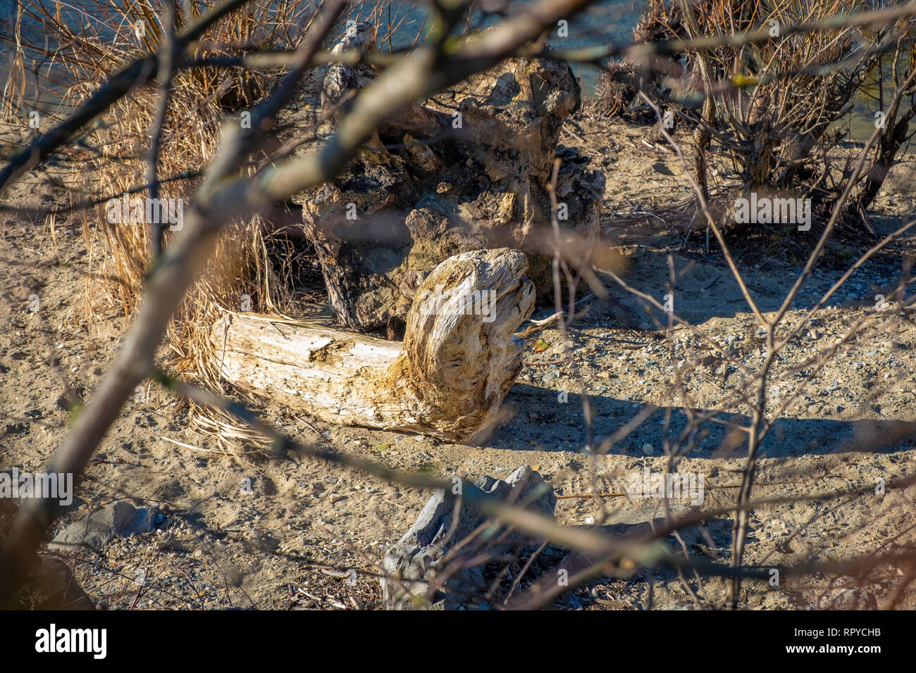 Baumstumpf und Schwemmholz am Bodensee Stock Photo Alamy
