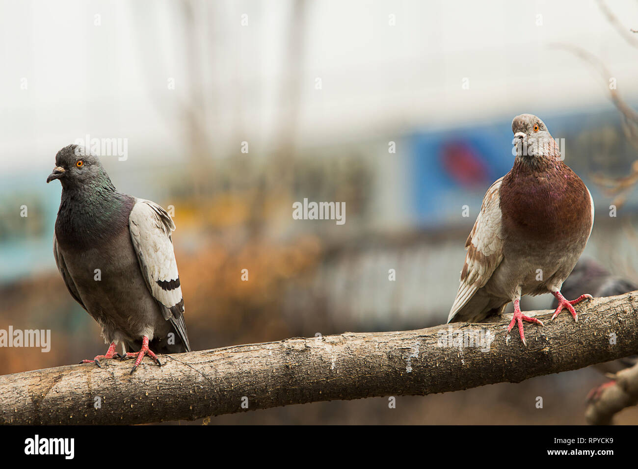 A black and a brown pigeon resting on a tree branch in Cheonggyecheon Stream, Seoul, Korea. Stock Photo