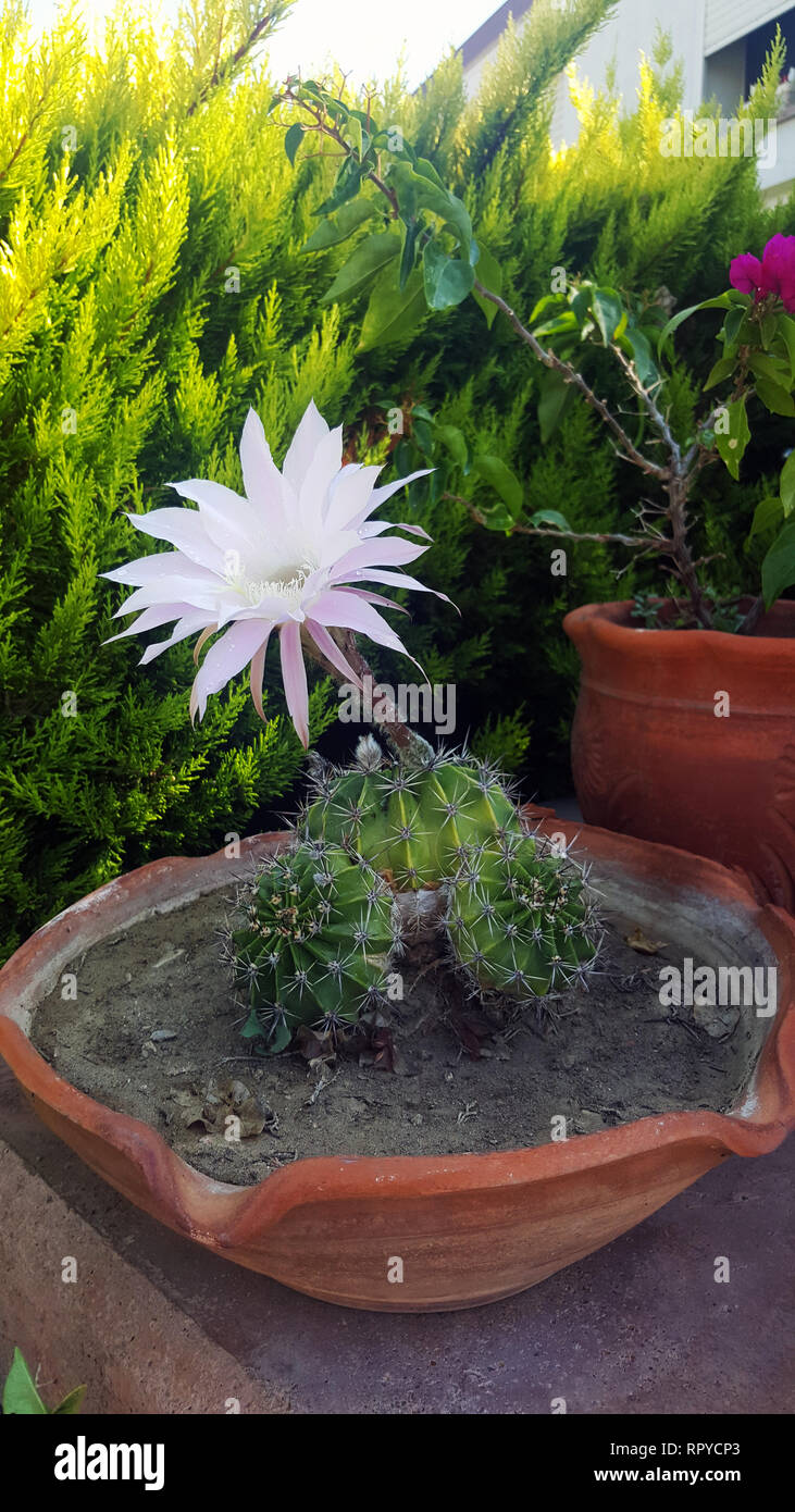 Blossoms only twice a year, nice, silky straw flower cactus. Selenicereus grandiflorus cactus on a pot with long stern, wide open. Lasts only one day. Stock Photo