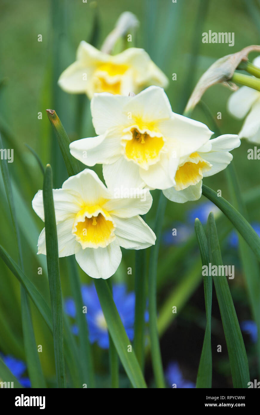 Narcissus  ‘Sweet Love’ Stock Photo