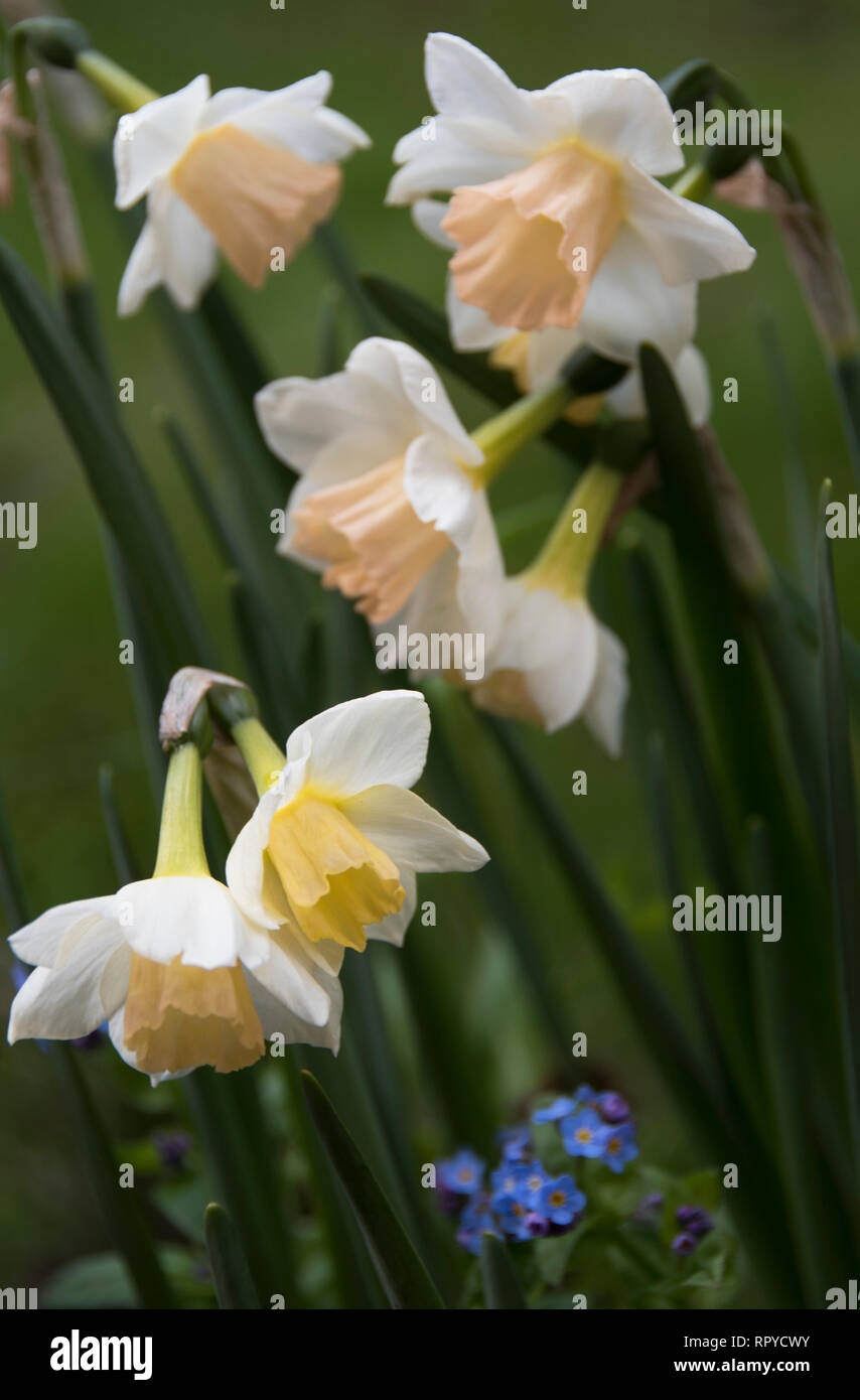 Narcissus ‘Sweet Smiles’ Stock Photo