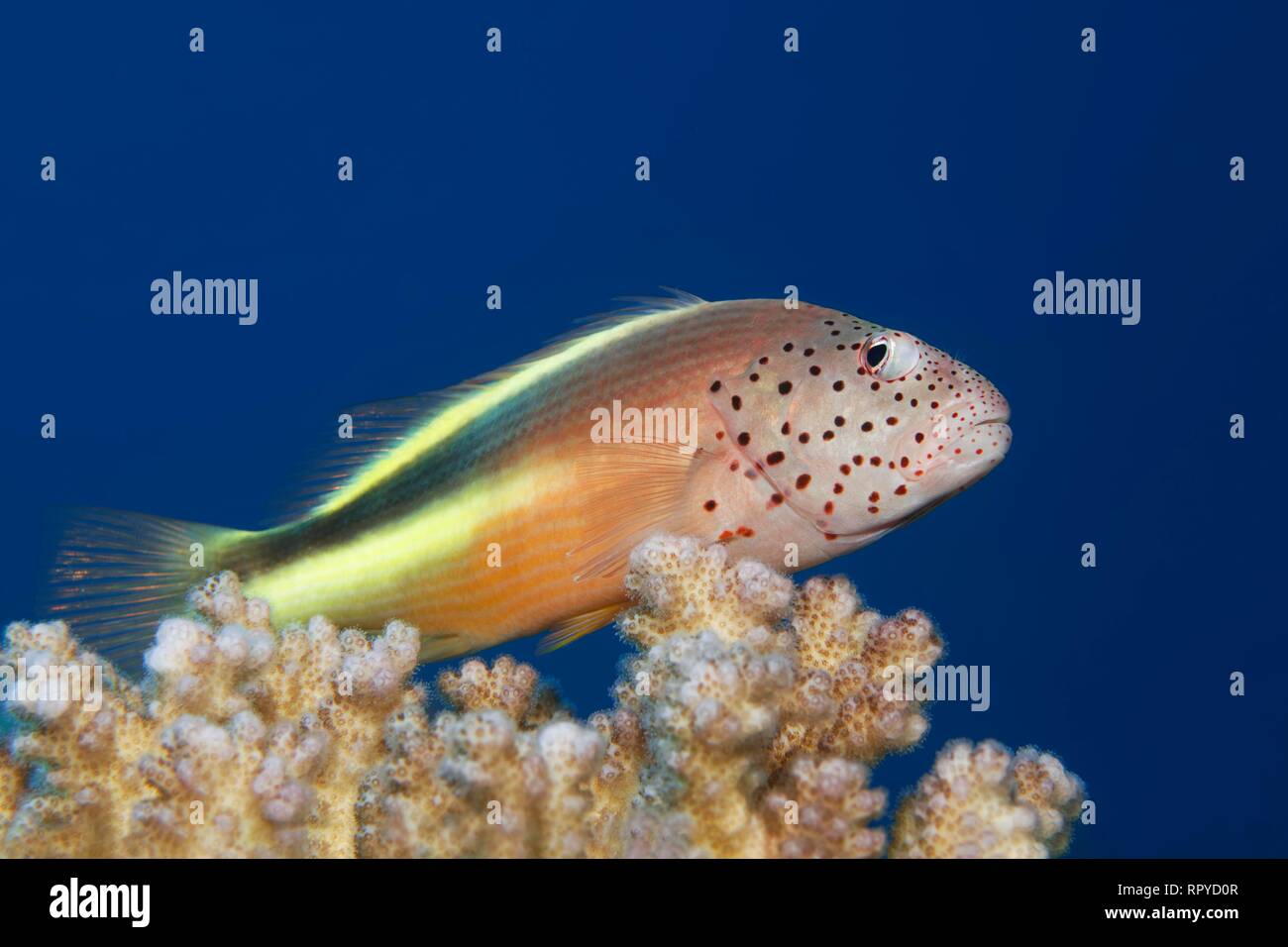 Black-sided hawkfish (Paracirrhites forsteri) sits on stone coral (Hexacorallia), Red Sea, Egypt Stock Photo