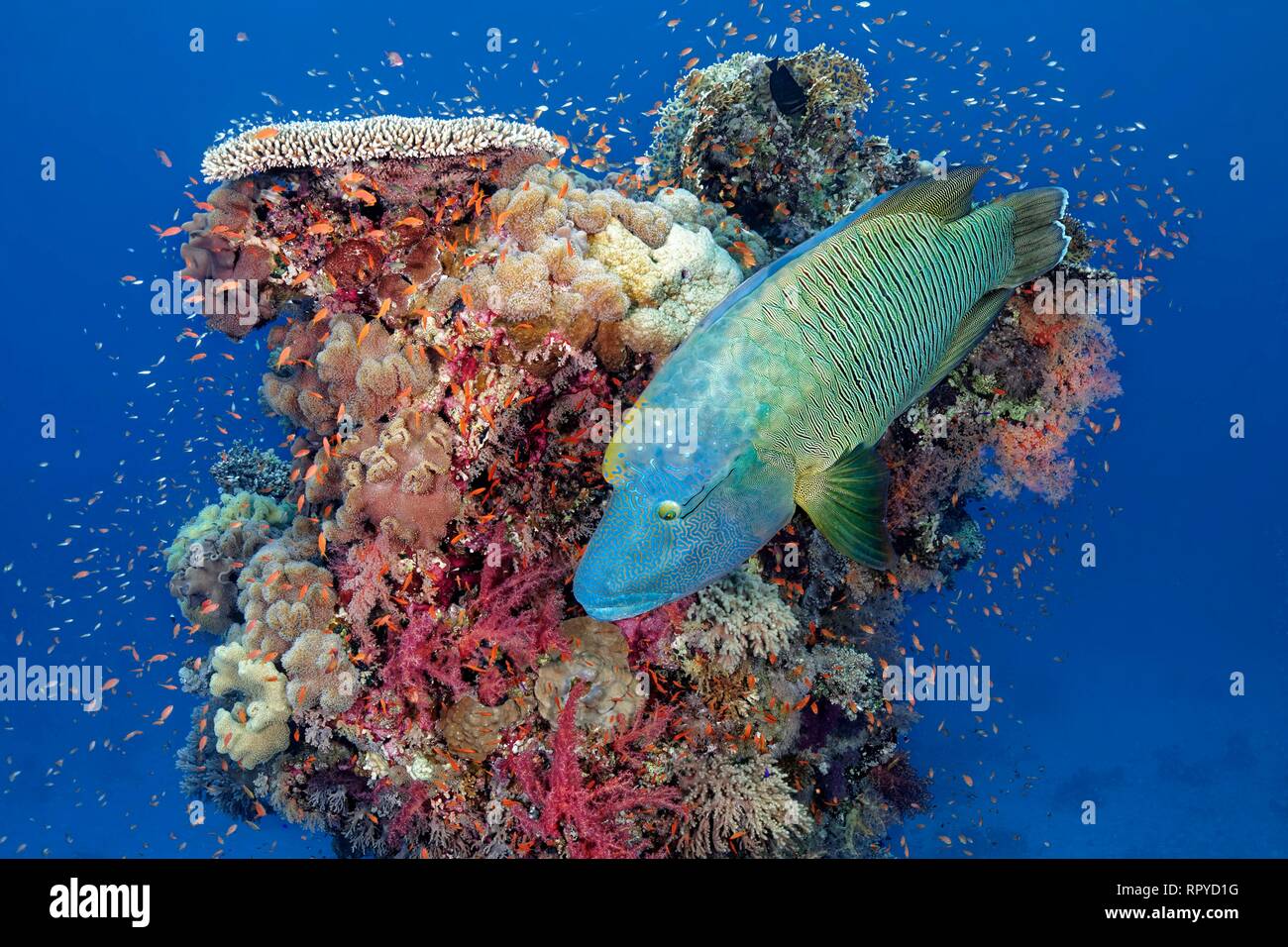 Adult Humphead Wrasse (Cheilinus undulatus) swims over Coral Tower, Red Sea, Egypt Stock Photo