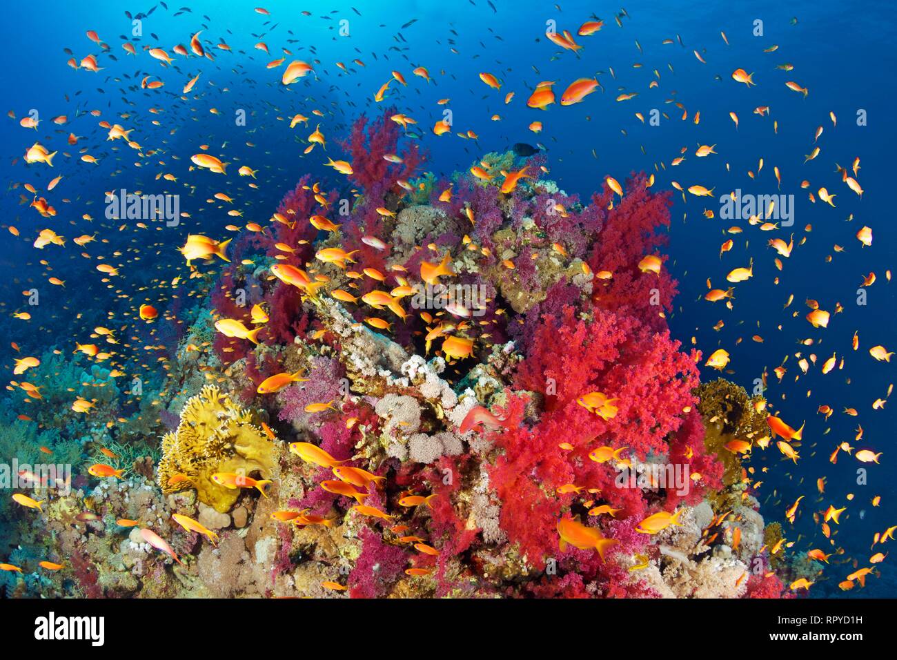 Coral reef, reef block overgrown with Klunzinger's Soft Corals (Dendronephthya klunzingeri) and various stone corals Stock Photo