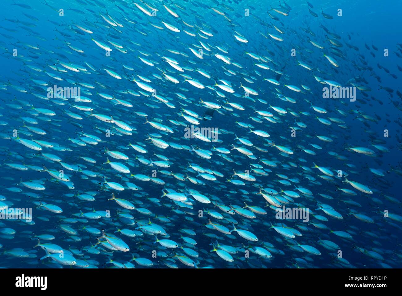 Large swarm Goldband fusiliers (Pterocaesio chrysozona) swims in the open sea, Red Sea, Egypt Stock Photo