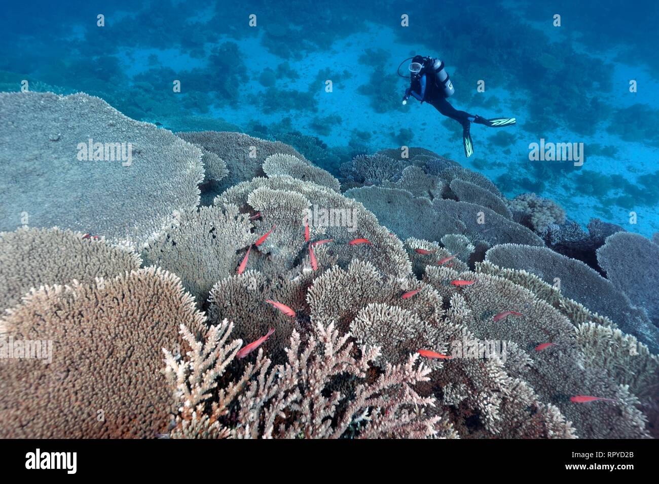 Diver looking at Coral Reef with Steinkoralle sp. (Acropora robusta) and Pinecone soldierfishes (Myripristis murdjan), Red Sea Stock Photo