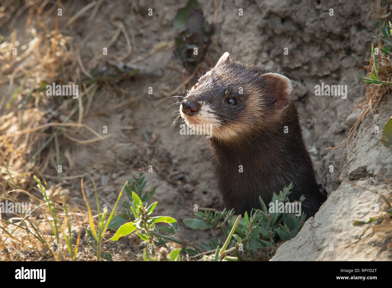 A close up of the head of a polecat as it emerges from it burrow in the bank Stock Photo