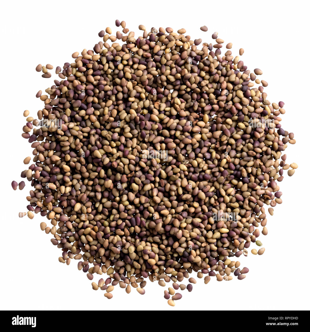A heap of quality seeds of clover, for your unique garden. Stock Photo
