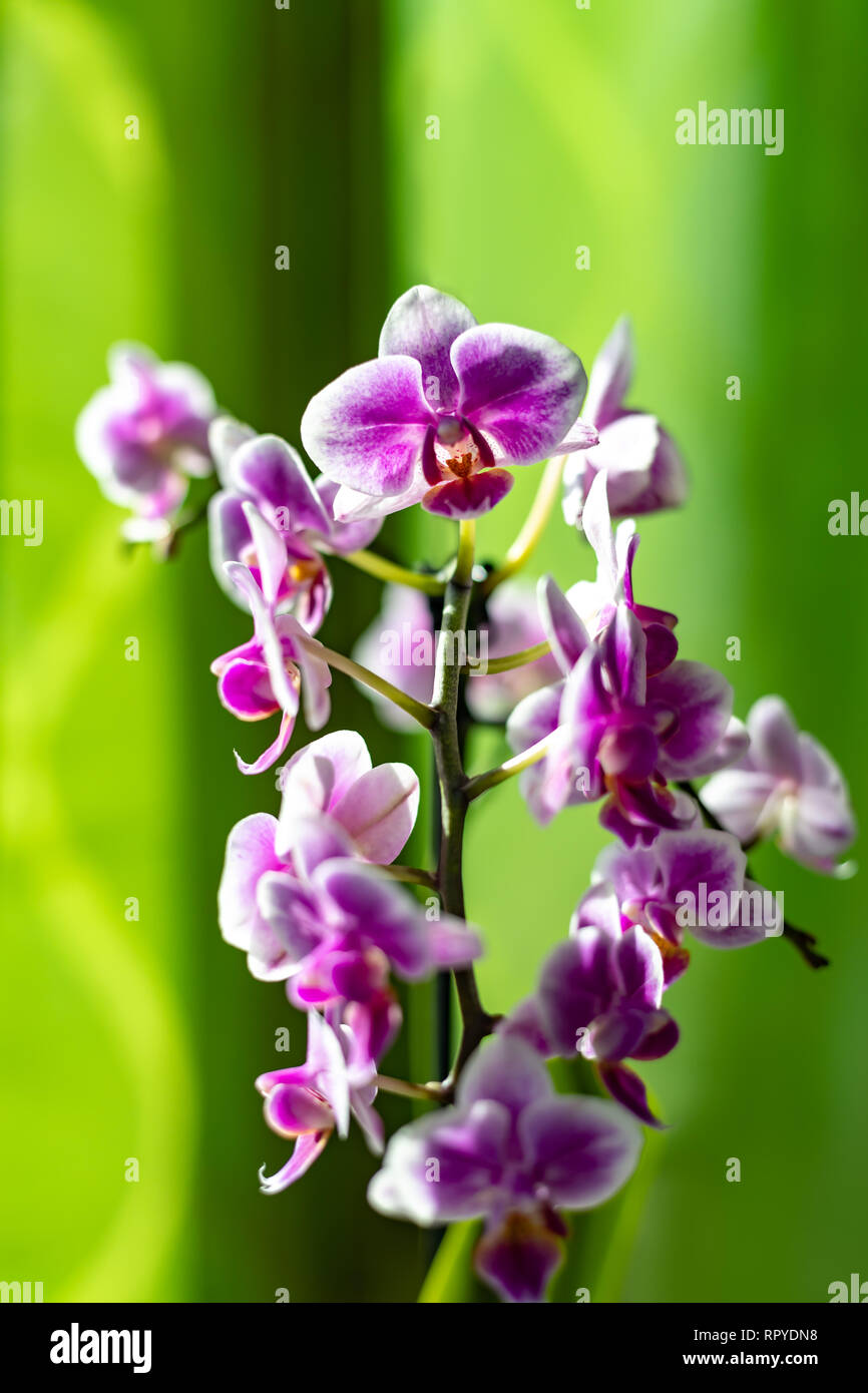 orchid with a green background germany Stock Photo Alamy