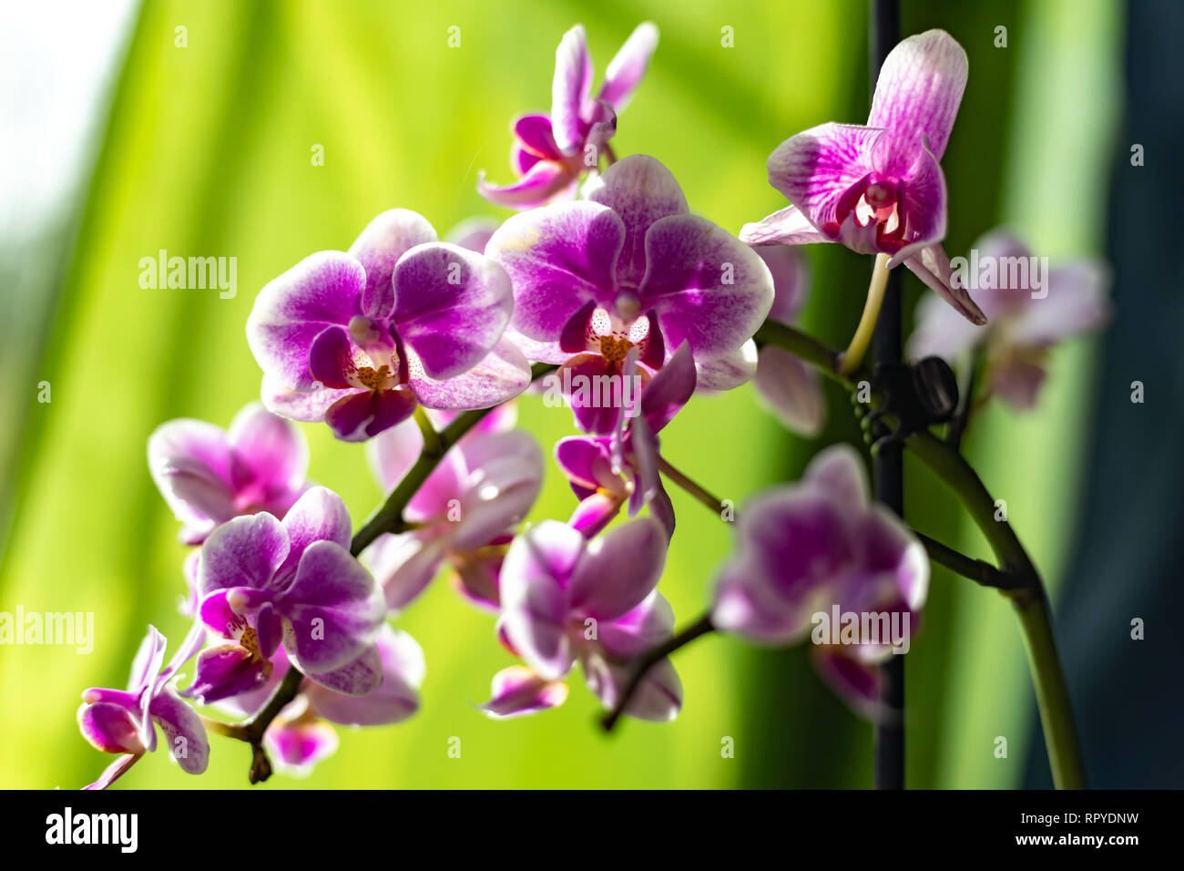 orchid with a green background germany Stock Photo Alamy