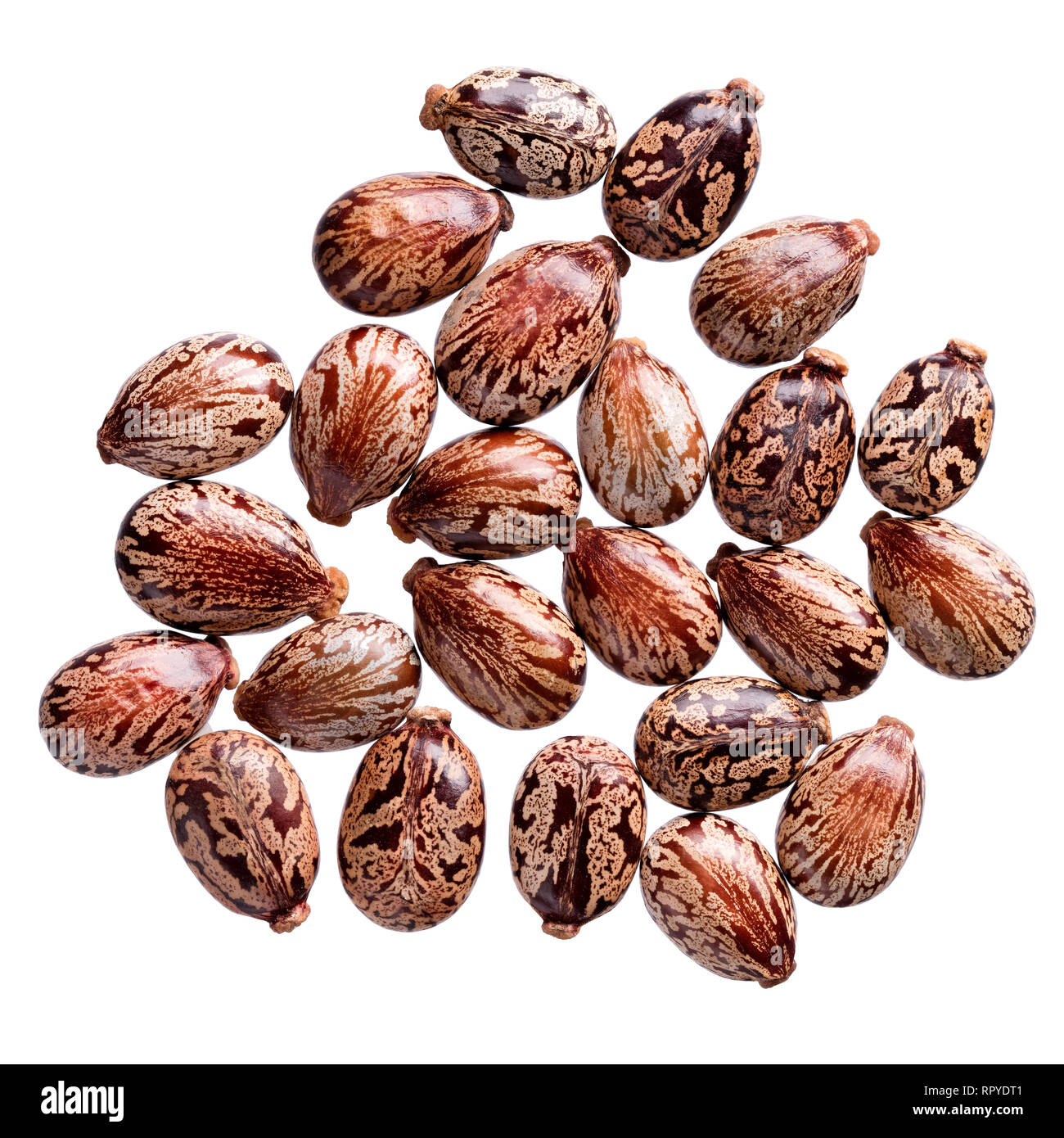 A heap of quality seeds of ricinus communis, flower for your adorable garden. Stock Photo