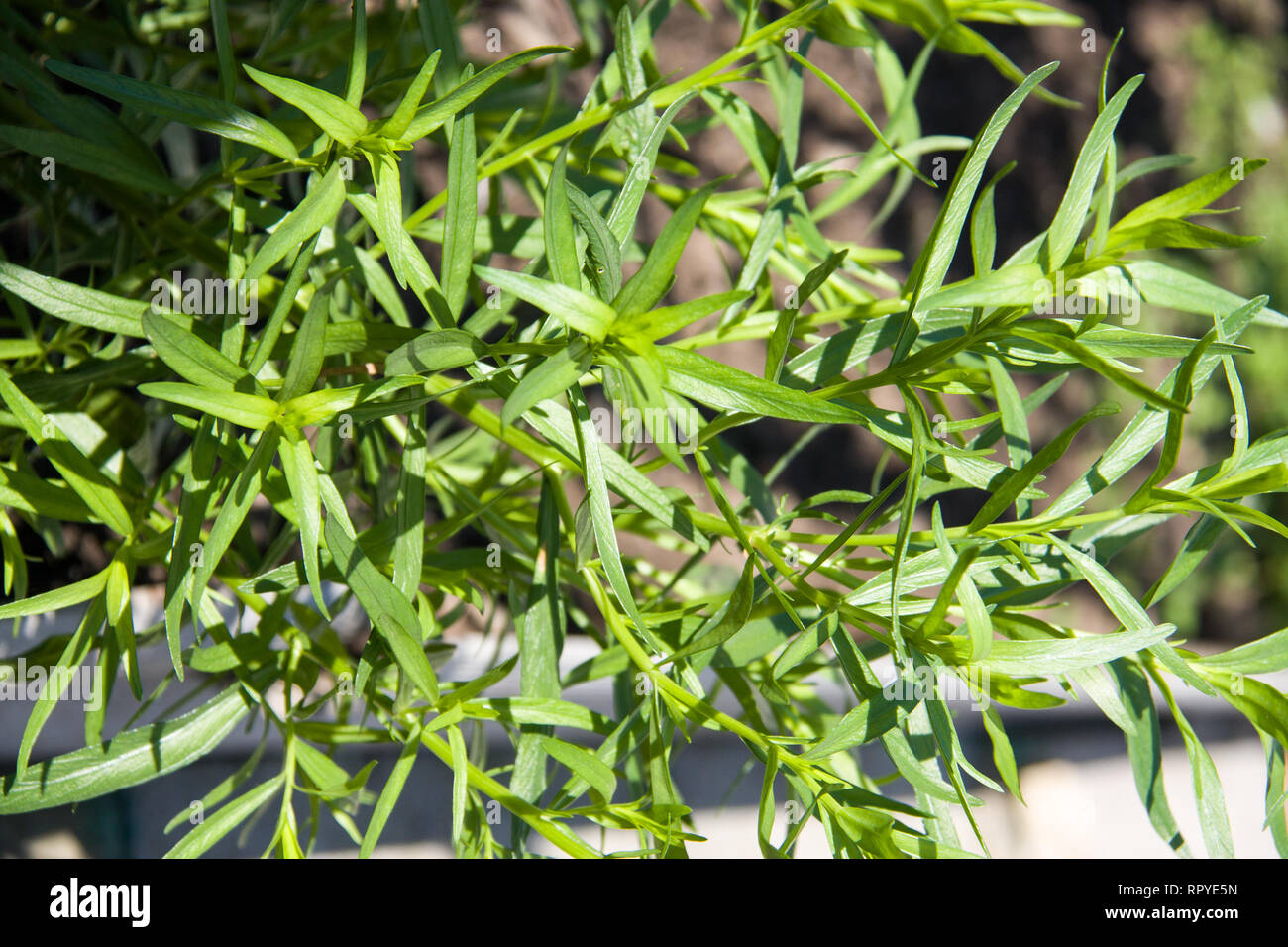 Чем полезен тархун. Тархун эстрагон. Эстрагон (Artemisia dracunculus). Полынь Тархун. Полынь эстрагонная Тархун.