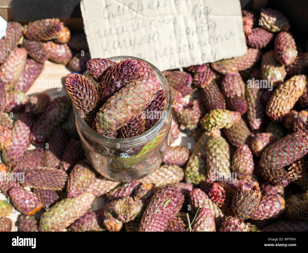 Young pine cones for sale on the market in Kolomyia, South West Ukraine