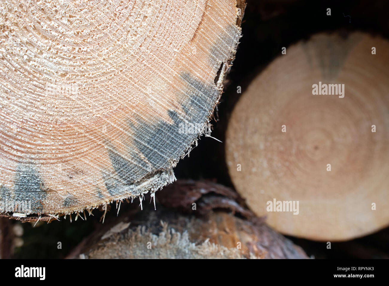 Blue stain fungus hi-res stock photography and images - Alamy