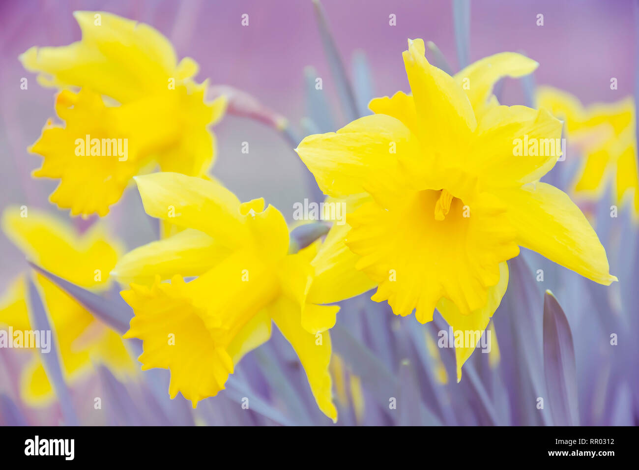 Nature abstract.Daffodil flower heads on bright and vibrant blurred violet background.Springtime freshness and colour match.Dreamlike flower image. Stock Photo