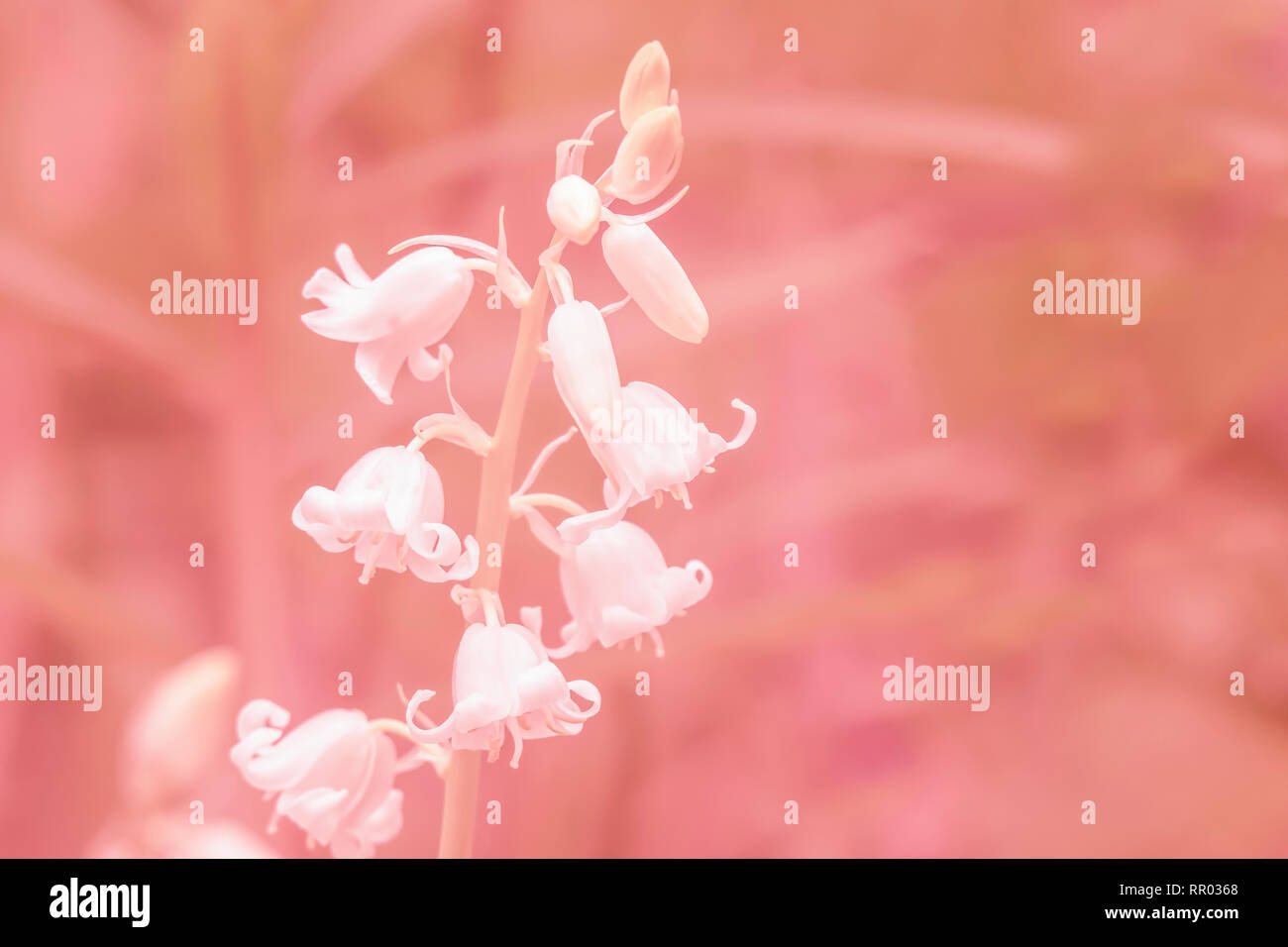 White wildflowers with bell shaped petals on blurred living coral background.Soft, dreamy nature image with copy space.Bright,vibrant photo of flower Stock Photo
