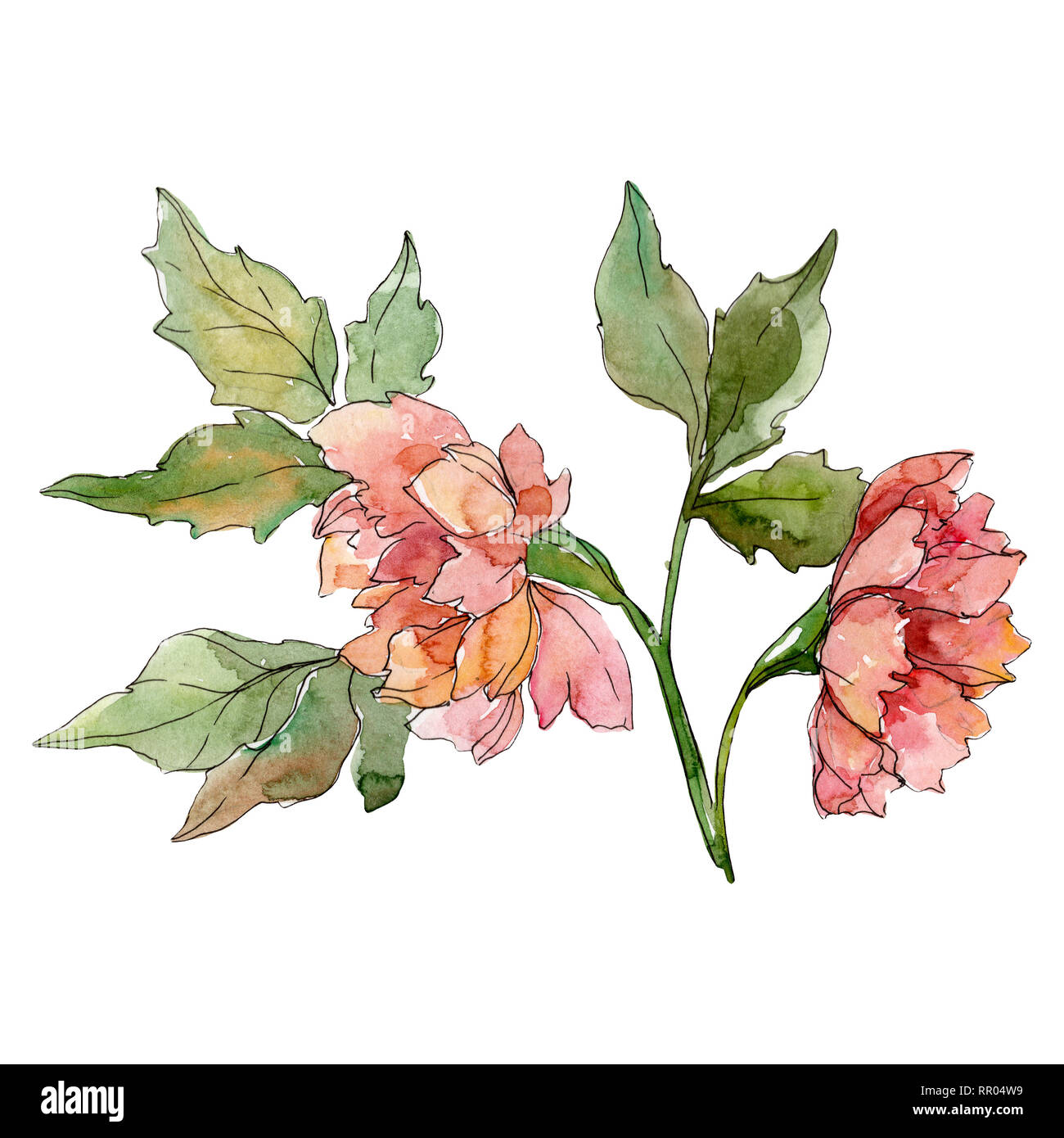 Pink rose floral botanical flower. Watercolor background illustration ...