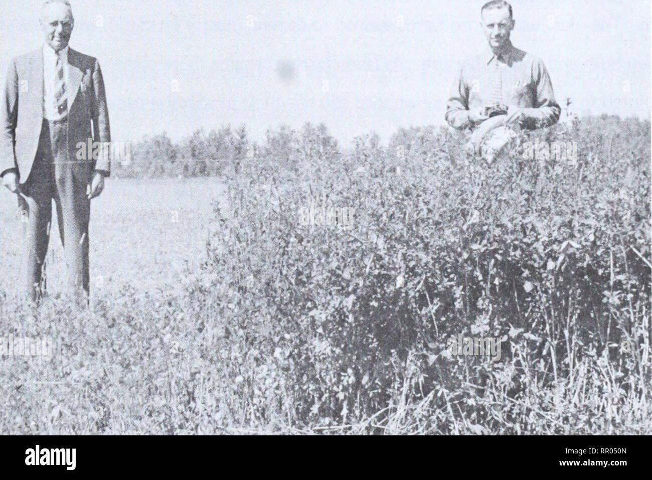 . Agrinews. Agriculture. FOR IMMEDIATE RELEASE EARLY WORK ON GREY