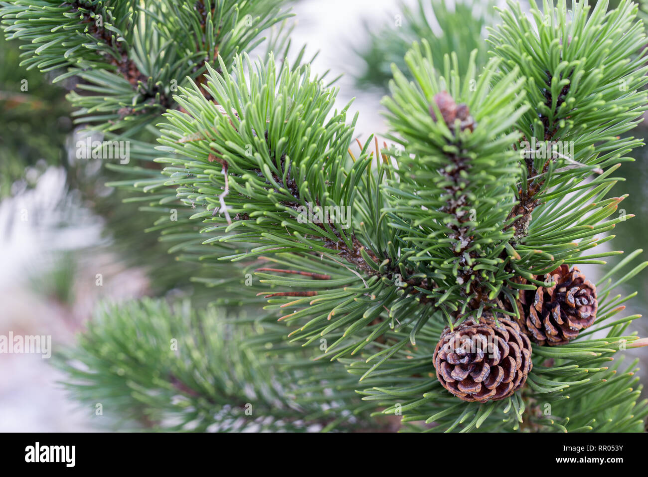 mountain pine twig with cones closeup Stock Photo