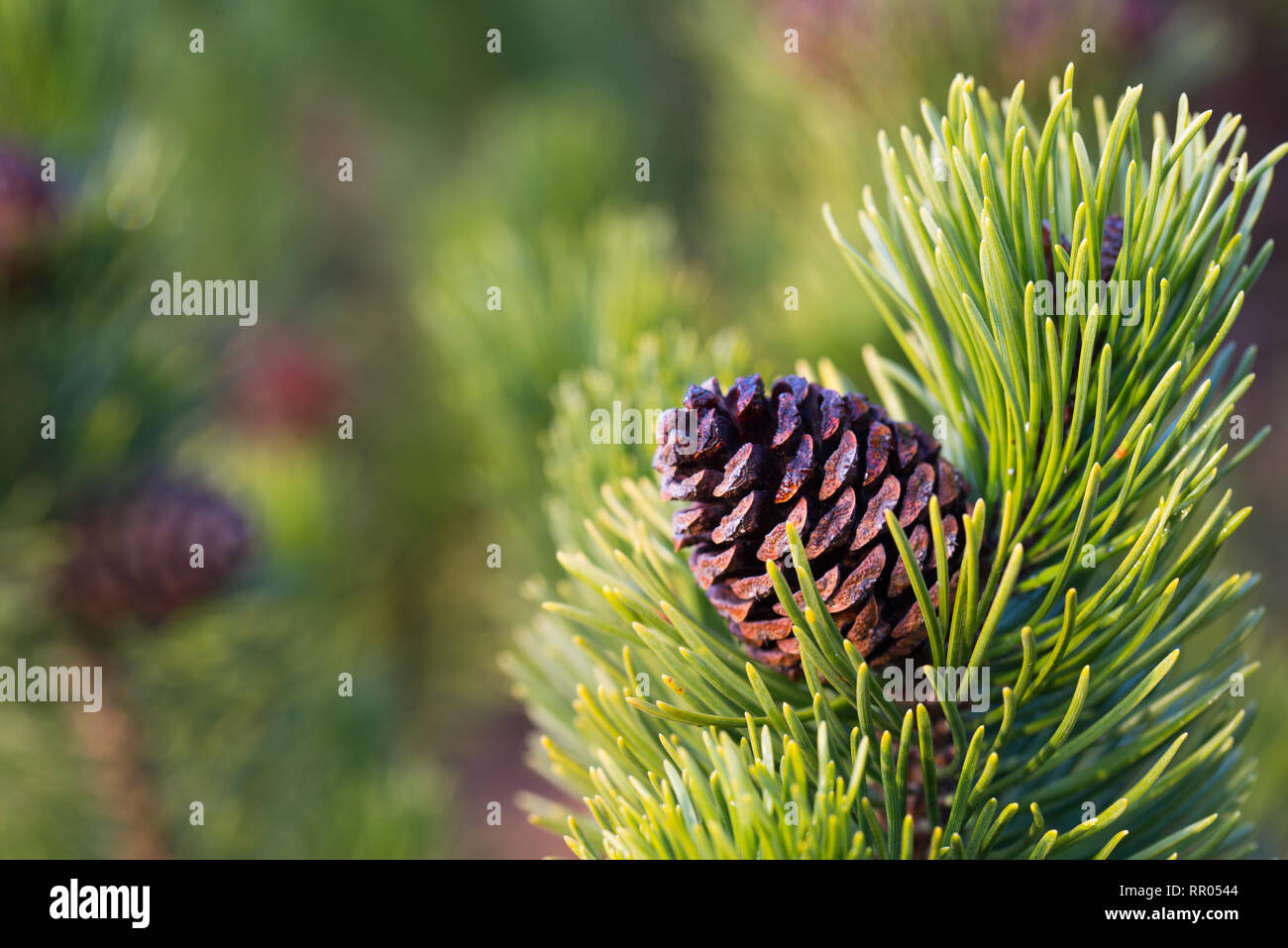 mountain pine twig with cones closeup Stock Photo