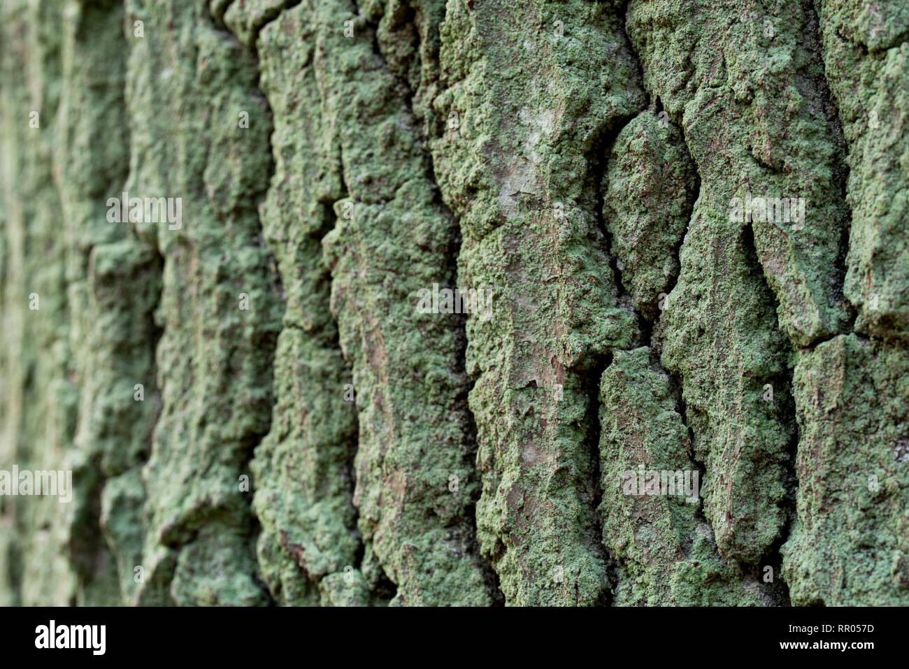 Green Mossy Oak Tree Bark Background Texture Stock Photo Alamy Green Mossy Oak Tree Bark Background Texture Stock Photo Alamy