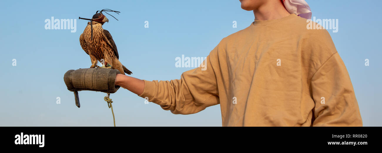 Tourist holding a falcon with a leather hood. Falconry show in the desert near Dubai, United Arab Emirates Stock Photo