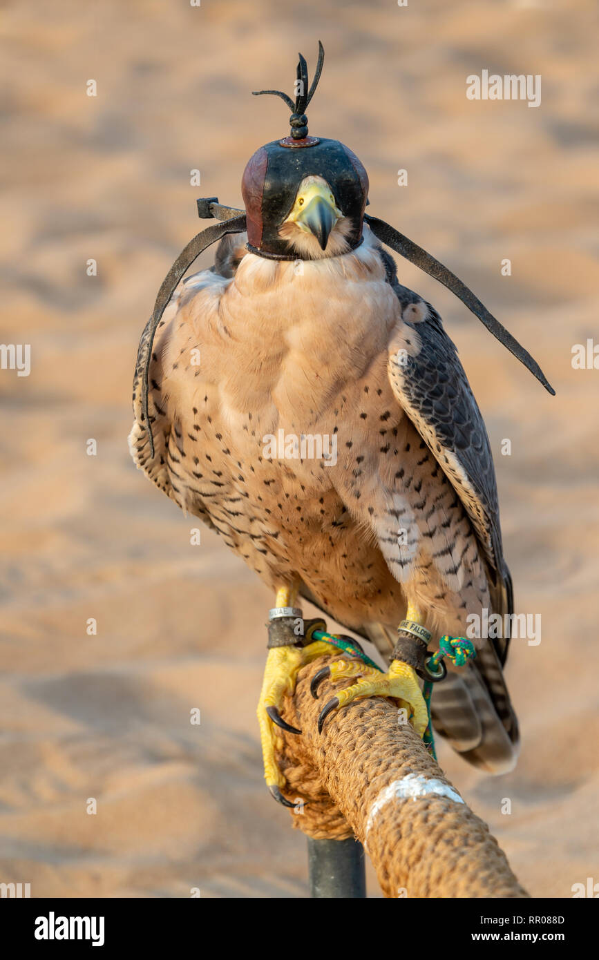 Falcon with a leather hood. Falconry show in the desert near Dubai, United Arab Emirates Stock Photo