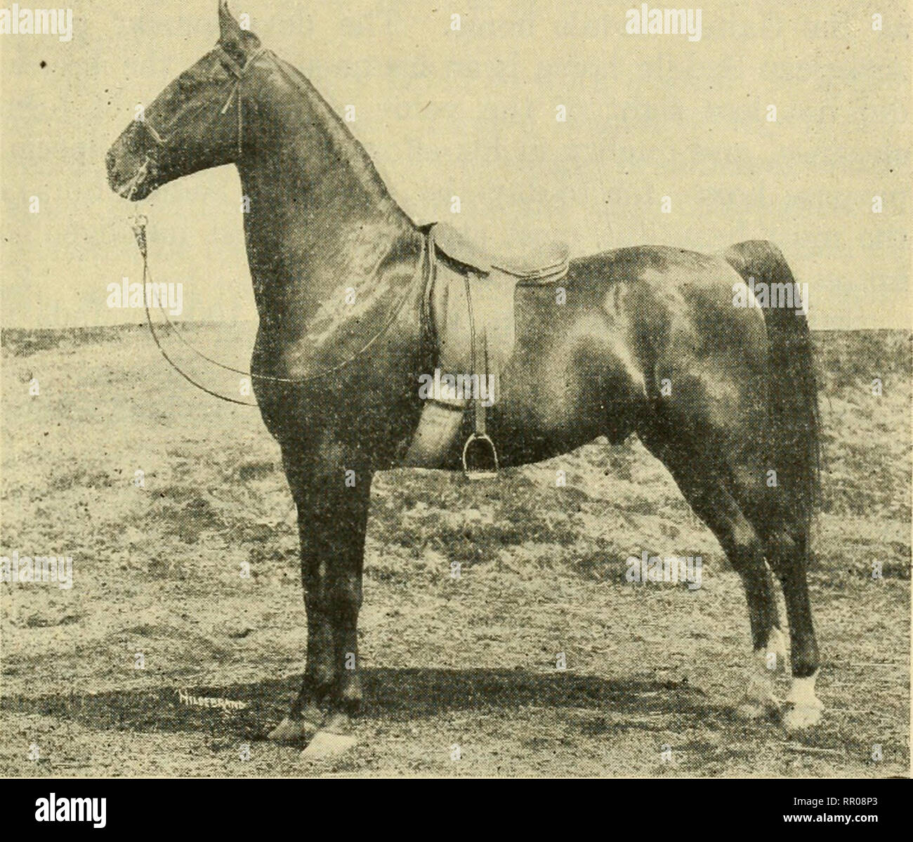 Agriculture For The Kansas Common Schools Agriculture Horse