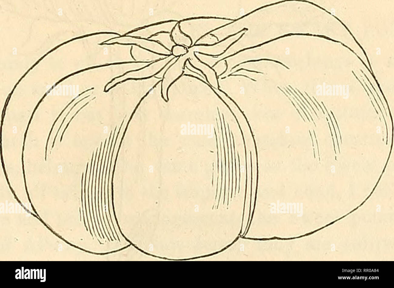 . Agriculture of New York : comprising an account of the classification, composition and distribution of the soils and rocks ... together with a condensed view of the climate and the agricultural productions of the state. Agriculture; Soils; Fruit-culture. ANALYSIS OF THE EGG PLANT. 297 5. Proximate organic analysis of the fruit of the Egg plant (PI. 7). Sweet matter, extract, and a small quantity of a bitter principle ..... 3-040 Starch with a little chlorophyl ... 0-365 Albumen 0*255 Casein 9-200 Dextrine 0-370 Fibre 0-760 Matter dissolved out of fibre by a weak solution of caustic potash -- Stock Photo