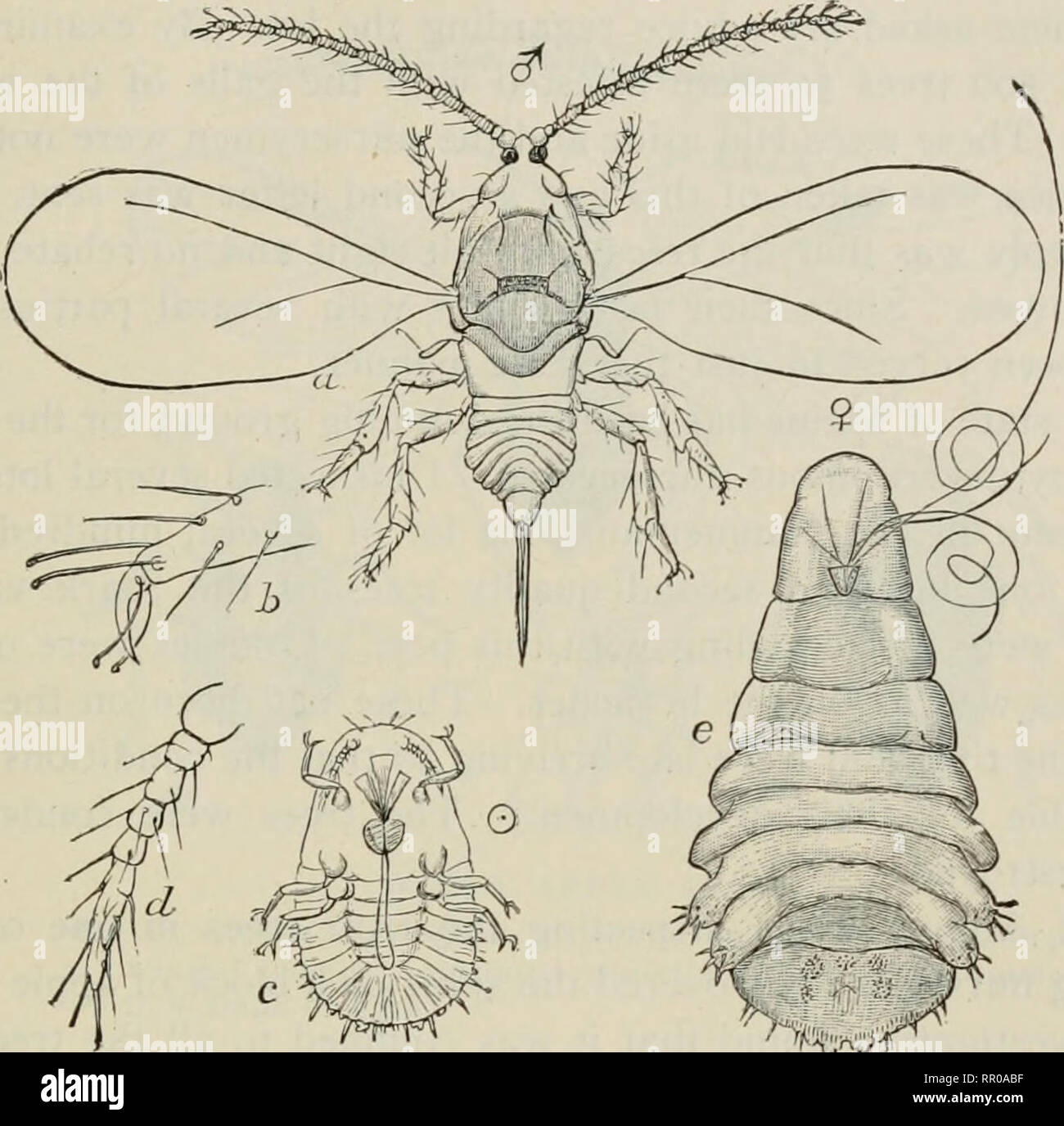 . Agriculture of Maine : ... annual report of the Commissioner of Agriculture of the State of Maine. Agriculture -- Maine. REPORT OF STATE ENTOMOLOGIST. 209. Fig. 17. Lepidosaphes nlmi; a, male; c, larva; e, female; b, and d details. (Howard. Bulletin 34, Div. of Entomology,'.U. S. Dept. of Agri.) Remedies:—They can easily be destroyed by thoroughly washing the trees during the fall, winter, or spring with whale oil soap solution, or spraying the trees at the time the young hatch out, before they get fixed on the tree, with kerosene oil emulsion. The Woolly Aphis of the Apple. {Schizoncnra lan Stock Photo