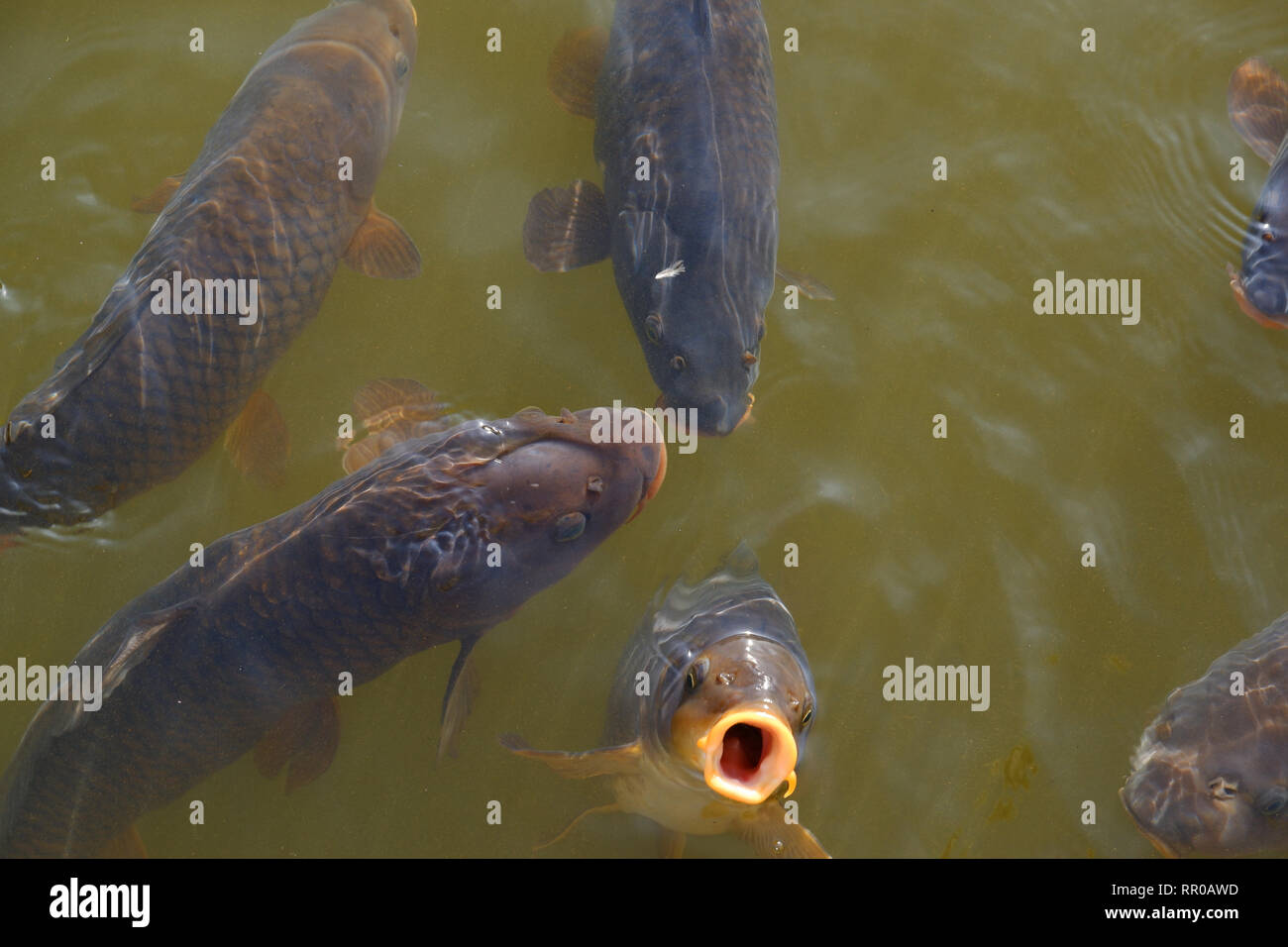 Koi fish hungry in water Stock Photo - Alamy