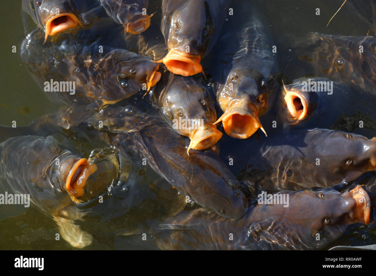 Koi fish hungry open mouth Stock Photo - Alamy