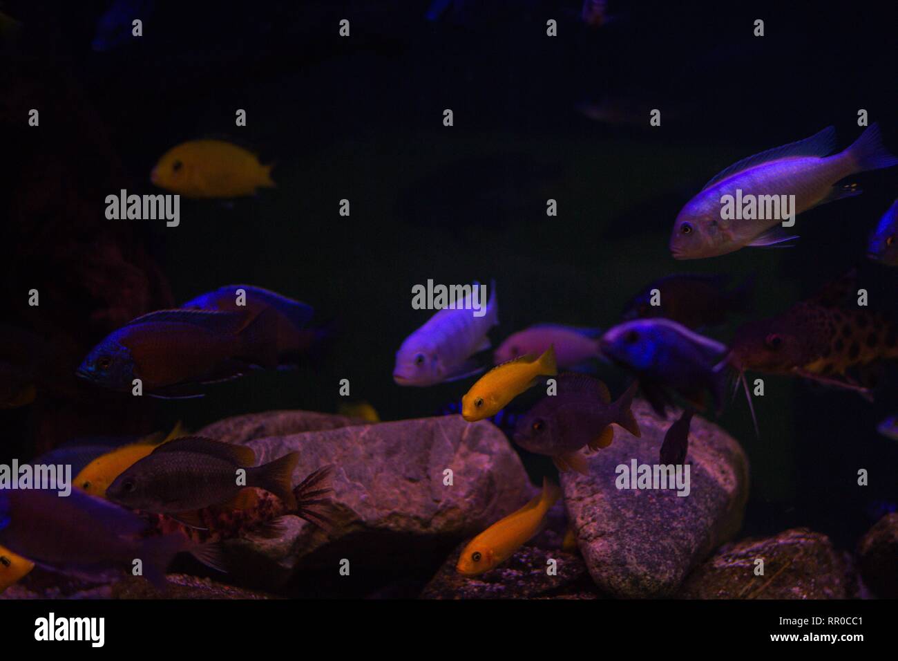 Fish size and size fish swim in dark water. On the sandy bottom are stones. Stock Photo