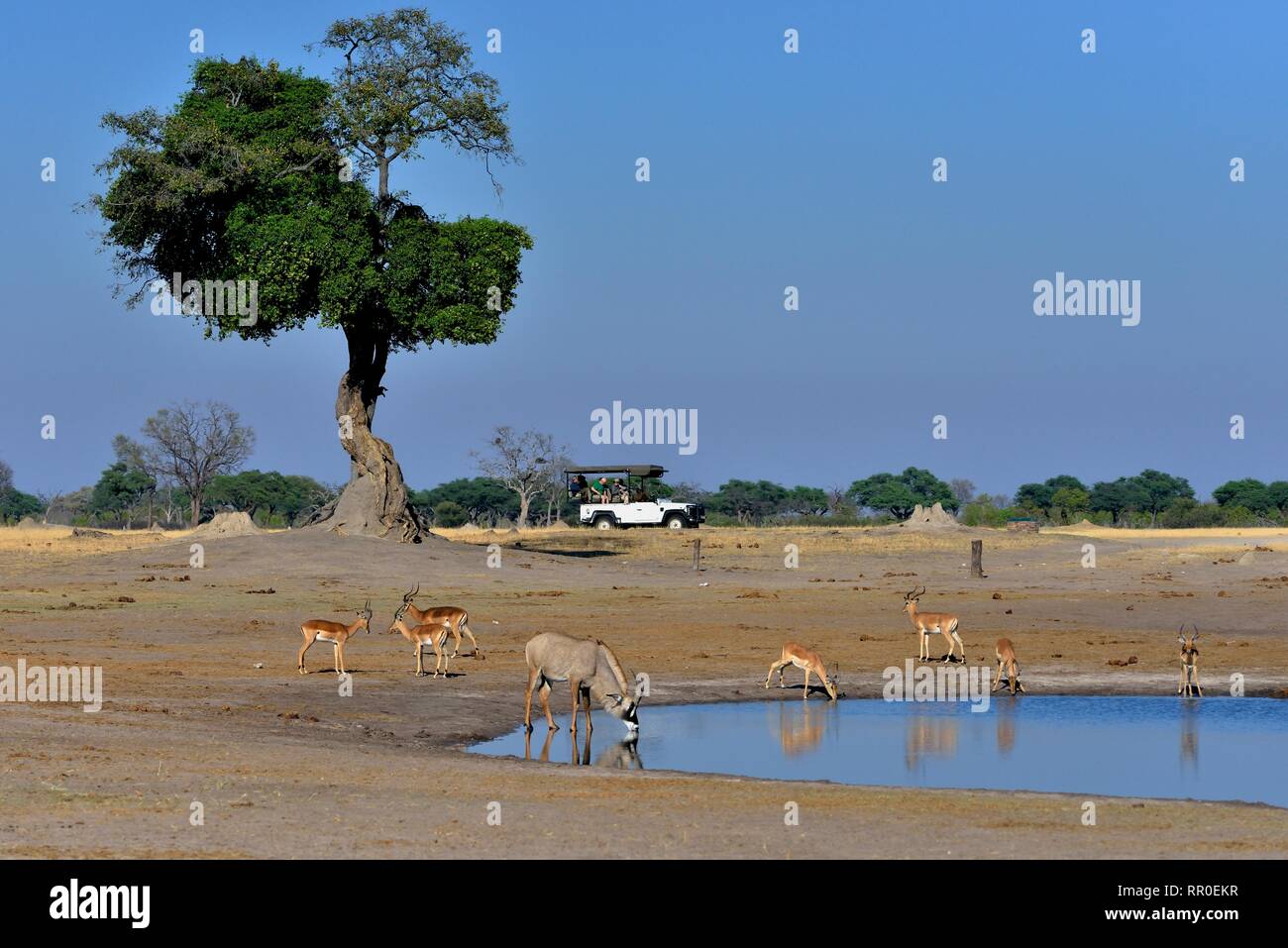 zoology, mammal (mammalia), roan (Hippotragus equinus) and impalas (Aepyceros melampus) at of a waterh, Additional-Rights-Clearance-Info-Not-Available Stock Photo