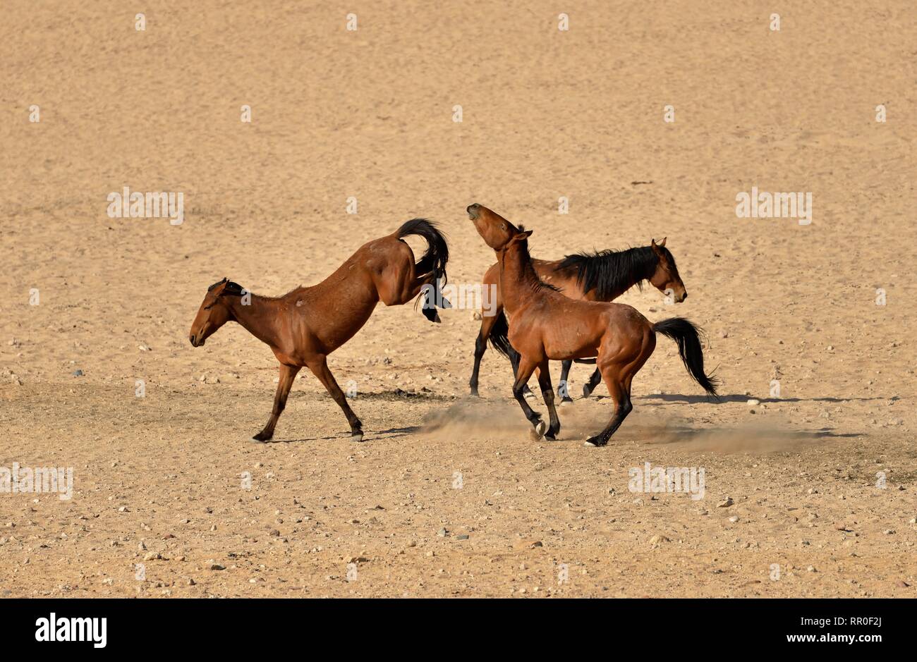 zoology, mammal (mammalia), Namib Desert horse, Namibian wild horse or Namib (Equus ferus) near of the, Additional-Rights-Clearance-Info-Not-Available Stock Photo