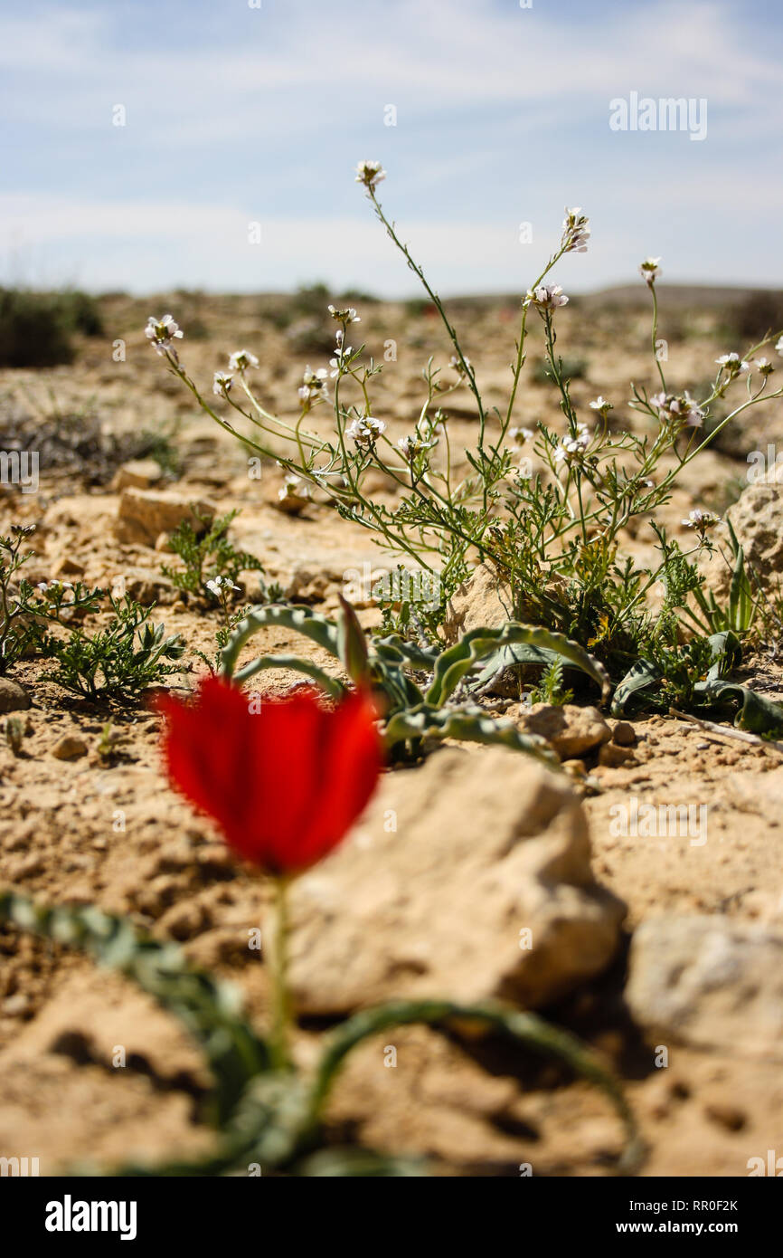 Wild red tulip in the Negev desert, Israel Stock Photo