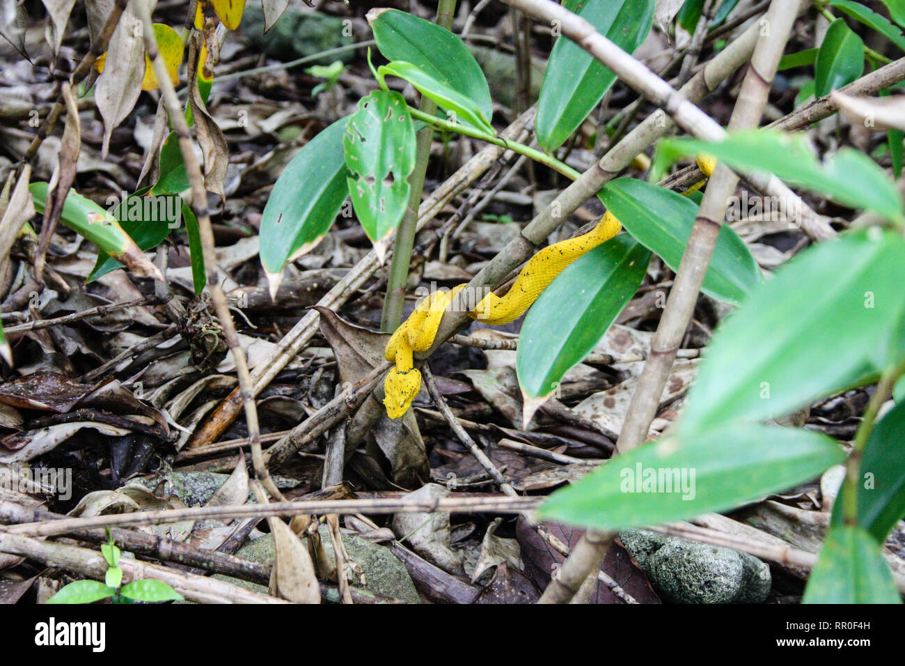 Yellow eyelash viper on bamboo tree - Costa Rica Tortuguero National Park Stock Photo