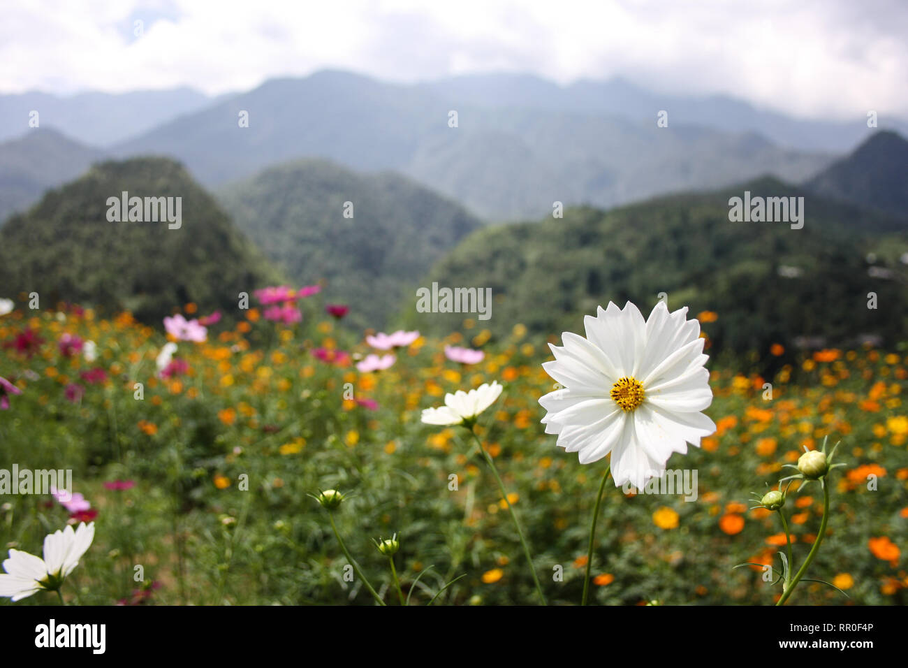 White flowers and green mountains near Sa Pa, Vietnam Stock Photo