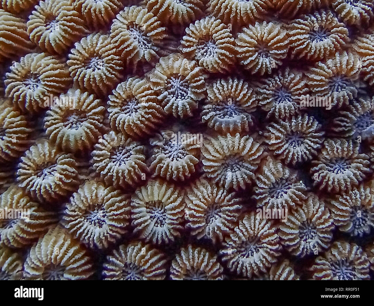 Close up abstract detail in coral with shapes lines and textures emphasized in full frame image.  Taken underwater in Palau Stock Photo