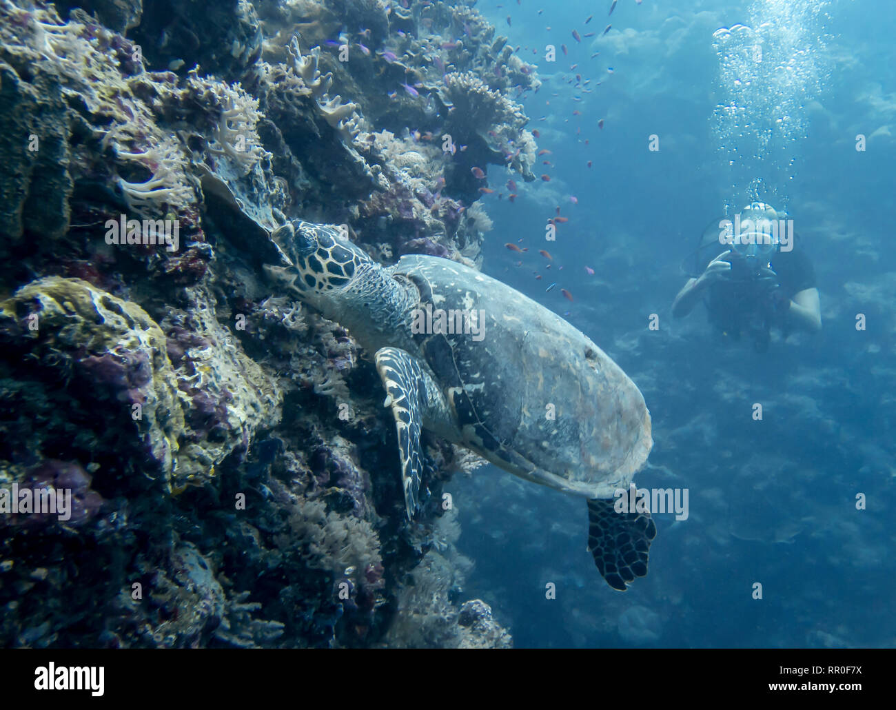Hawksbill sea turtle bites and rips coral off of reef wall underwater in Palau. Stock Photo