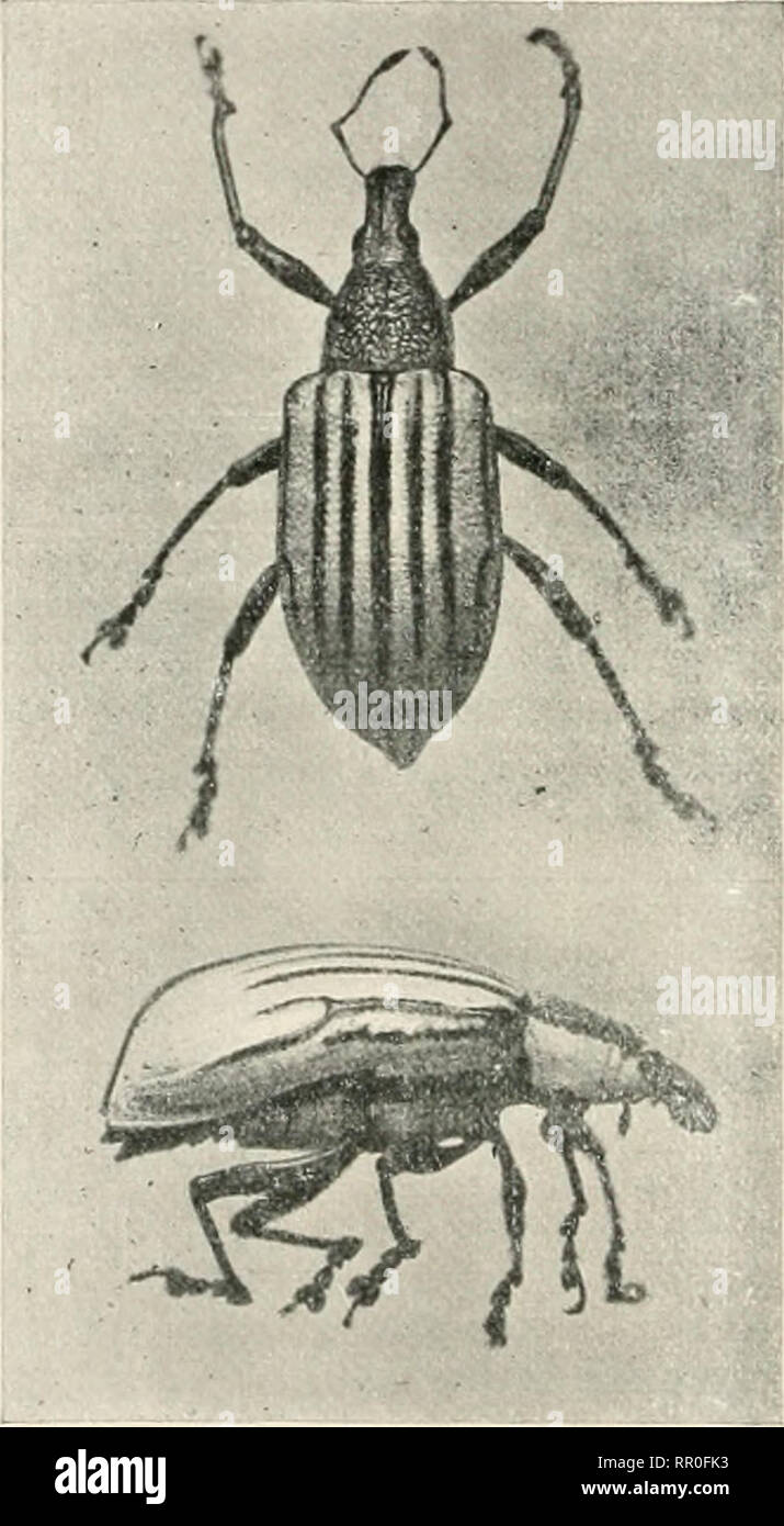 Percicious Insects Somewhat mitigated hi-res stock photography and images - Alamy